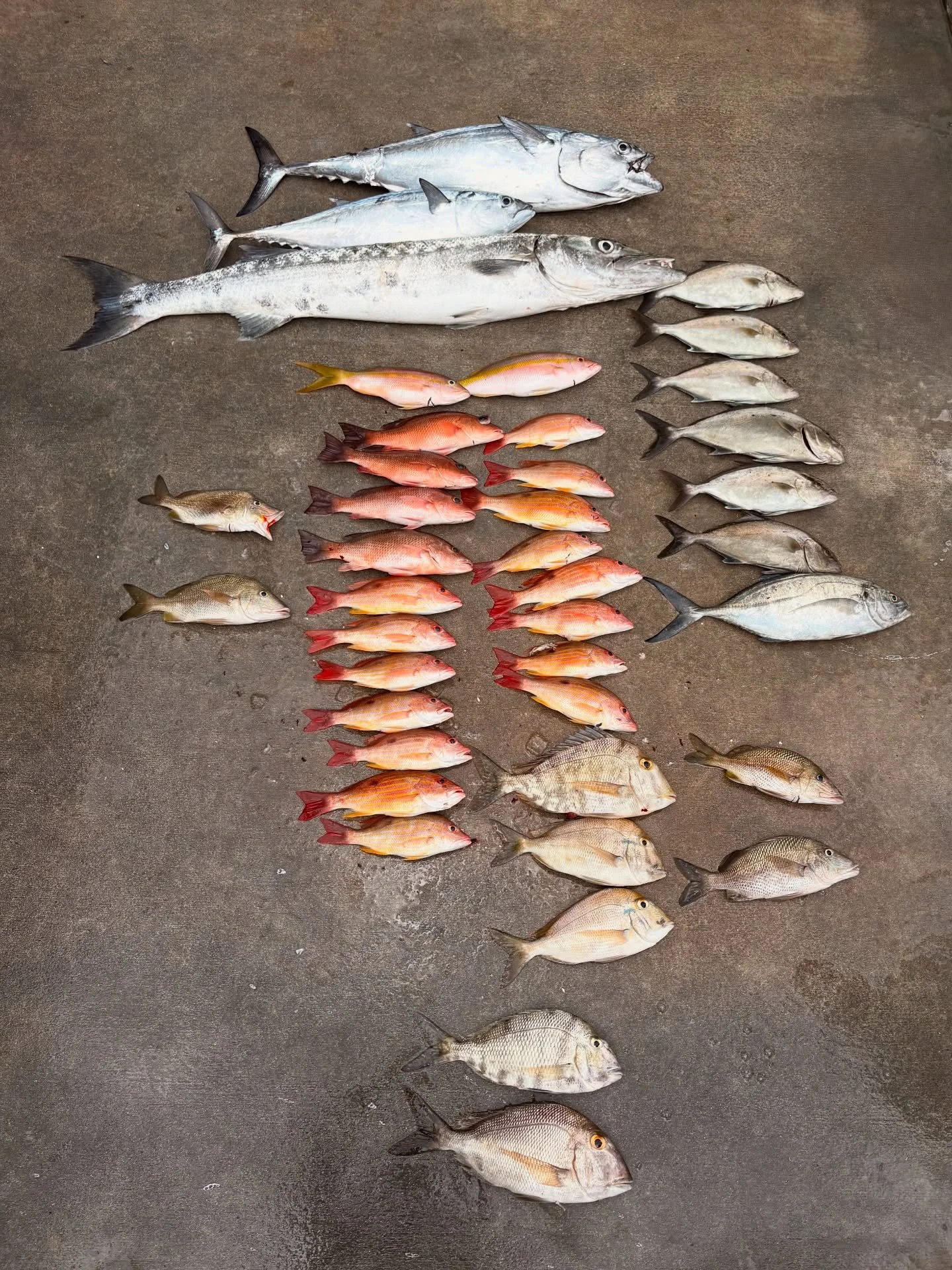 Saturday, August 23, 2025 8am-12noon #seamistiii #fishing #florida #snapper #barracuda #fish