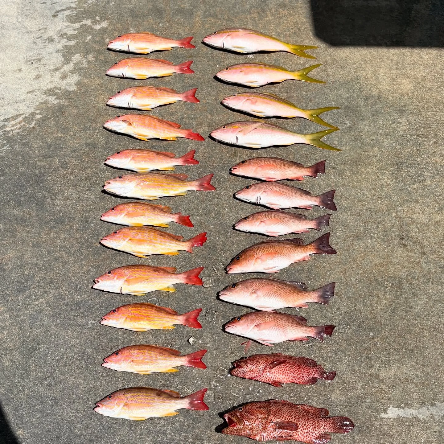 Tuesday, August 26, 2025 8am-12noon #seamistiii #fishing #florida #snapper #fish