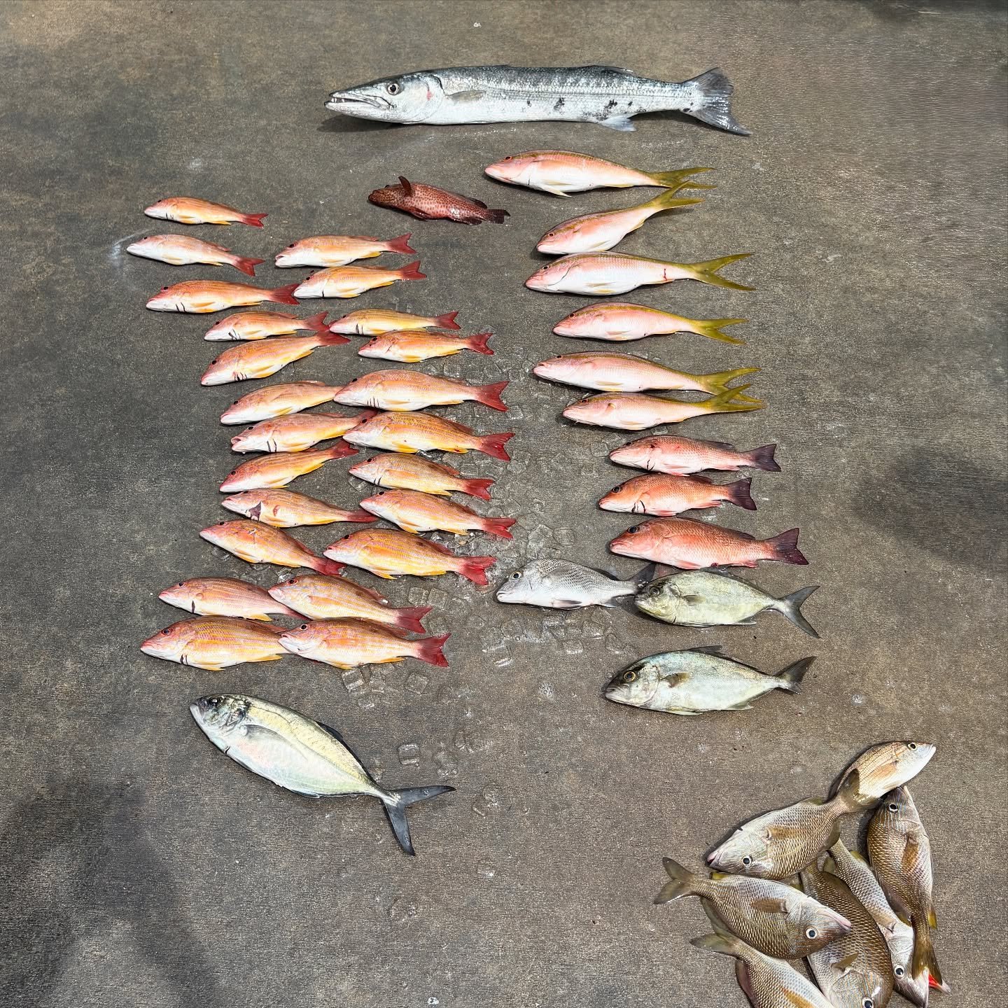 Come fish the Sea Mist III before she heads out for annual maintenance. We plan to be in Drydock beginning Monday, September 15, 2025 - Friday October, 10, 2025. We&rsquo;ll be back in the water soon, ready for more fishing adventures 🎣 #seamistiii 