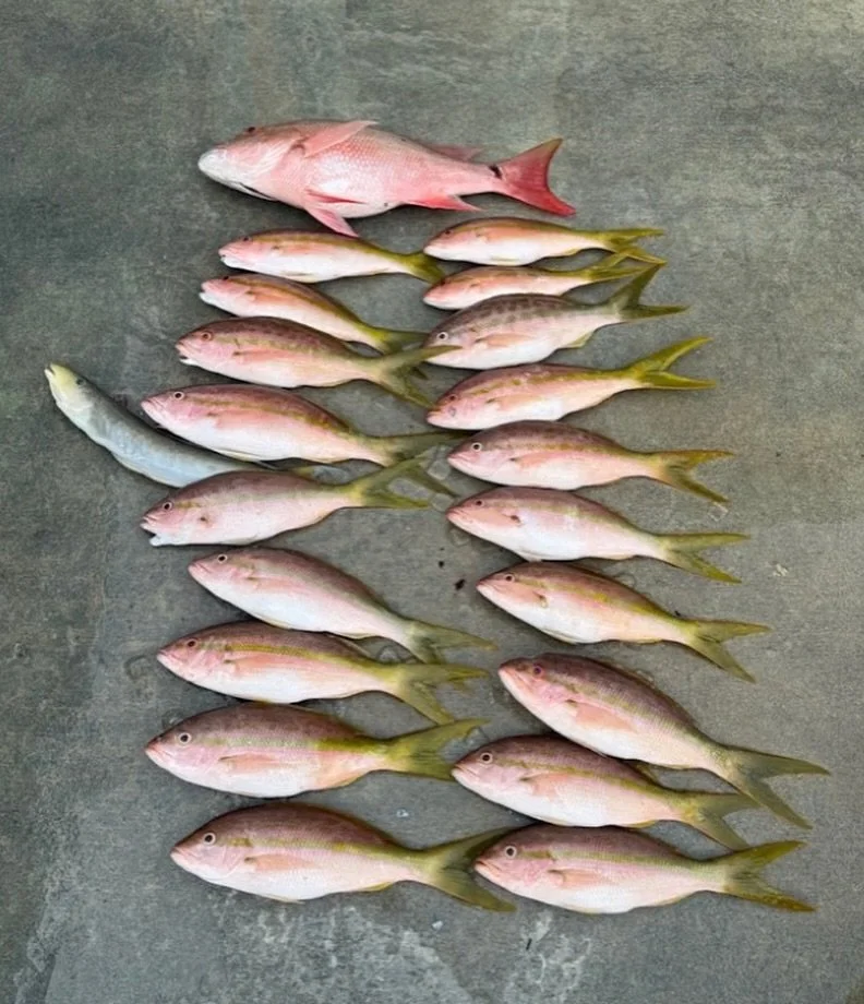 Monday, October 27, 2025 1pm-5pm #seamistiii #fishing #florida #snapper #fish