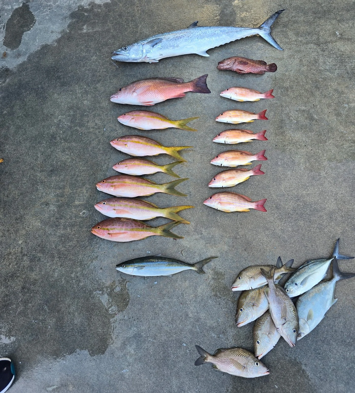 Tuesday, October 28, 2025 1pm-5pm #seamistiii #fishing #florida #snapper #fish