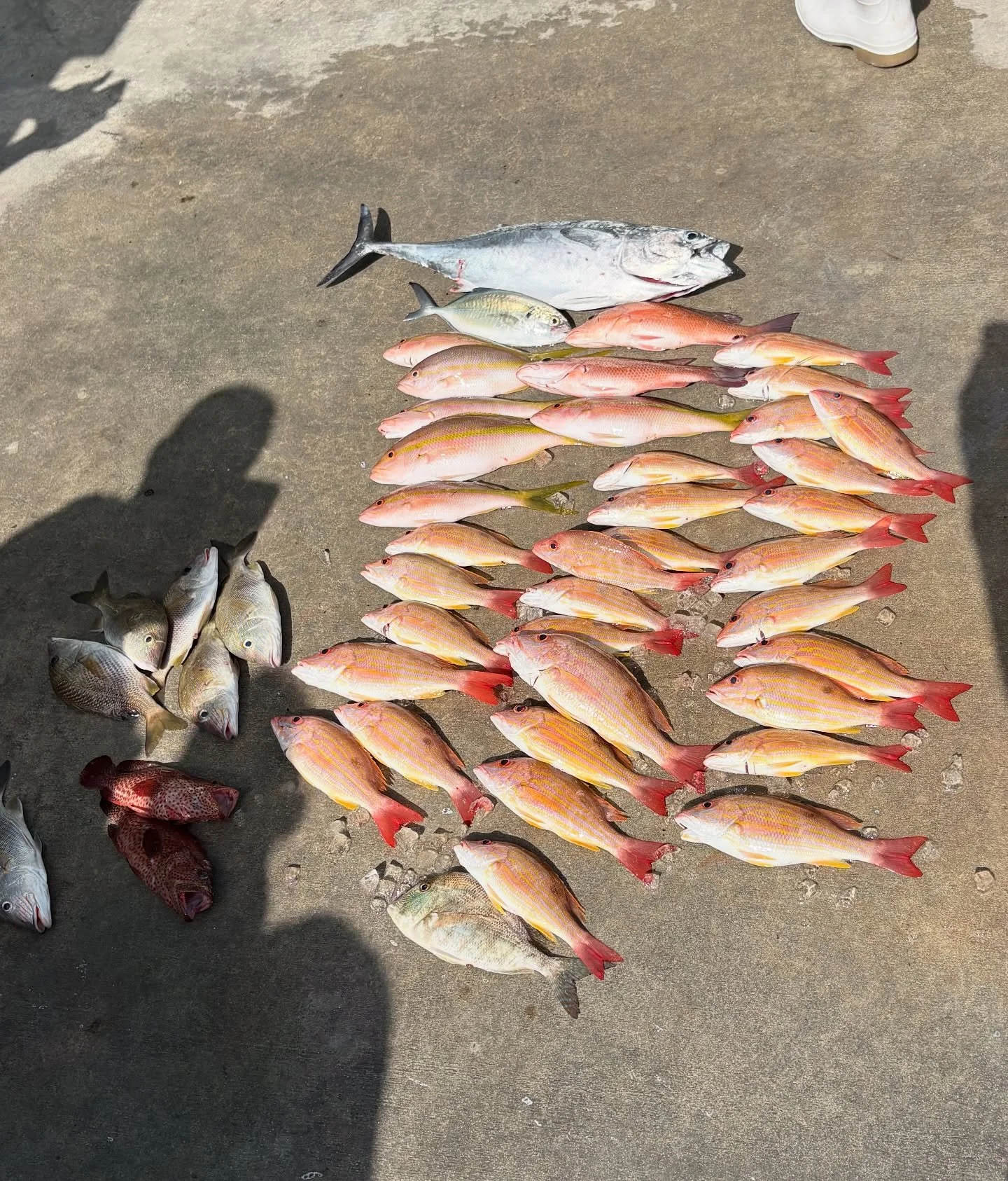 Monday, November 17, 2025 8am-12noon #seamistiii #fishing #florida #snapper #fish