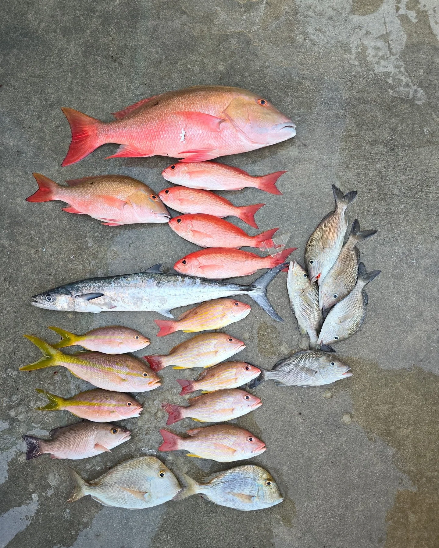 Thursday, November 20, 2025 1pm-5pm #seamistiii #fishing #florida #fish #snapper