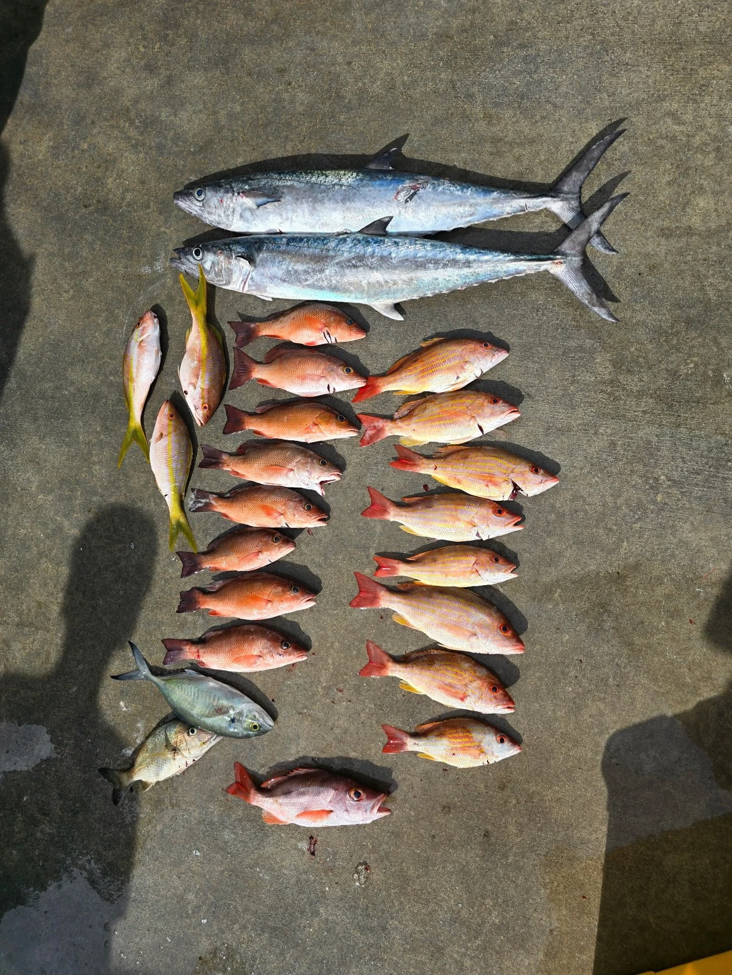 Happy Thanksgiving! 🦃
November 27, 2025 8am-12noon #seamistiii #fishing #florida #snapper #fish