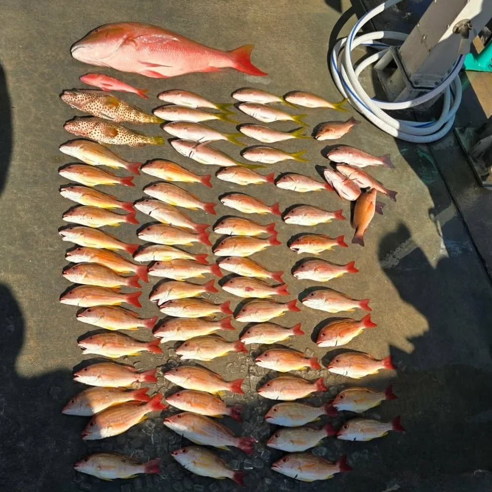 Saturday, December 20, 2025 8am-12noon #seamistiiii #fishing #florida #snapper #fish