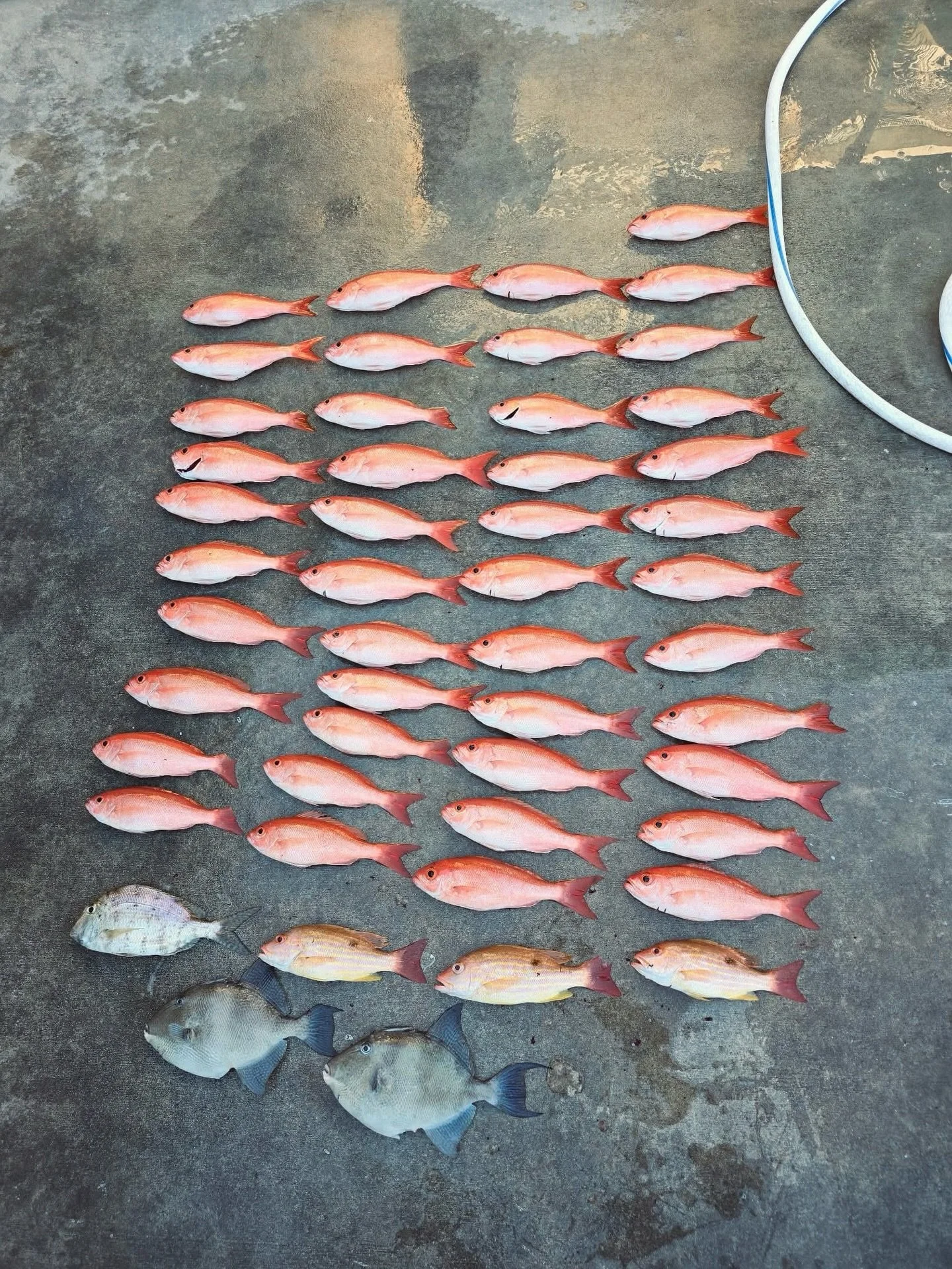 Another solid month on the water!🎣 Thank you to everyone who came out and trusted us to put them on fish. Spring fishing is heating up. Let&rsquo;s make March even better!

Book your trip at &ldquo;seamistfishing.com&rdquo; - We&rsquo;d love to have