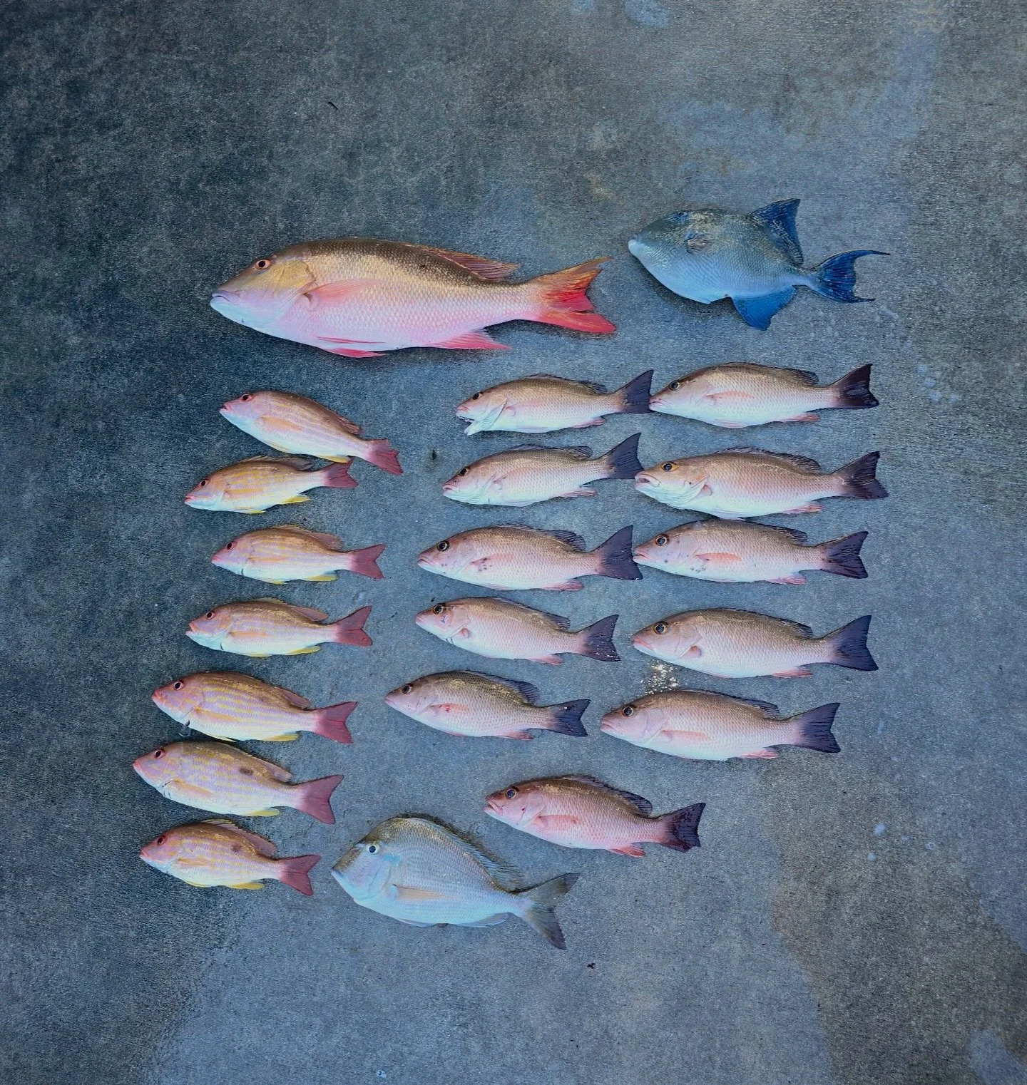 Tuesday, March 10, 2026 1pm-5pm #seamistiii #fishing #florida #snapper #fish