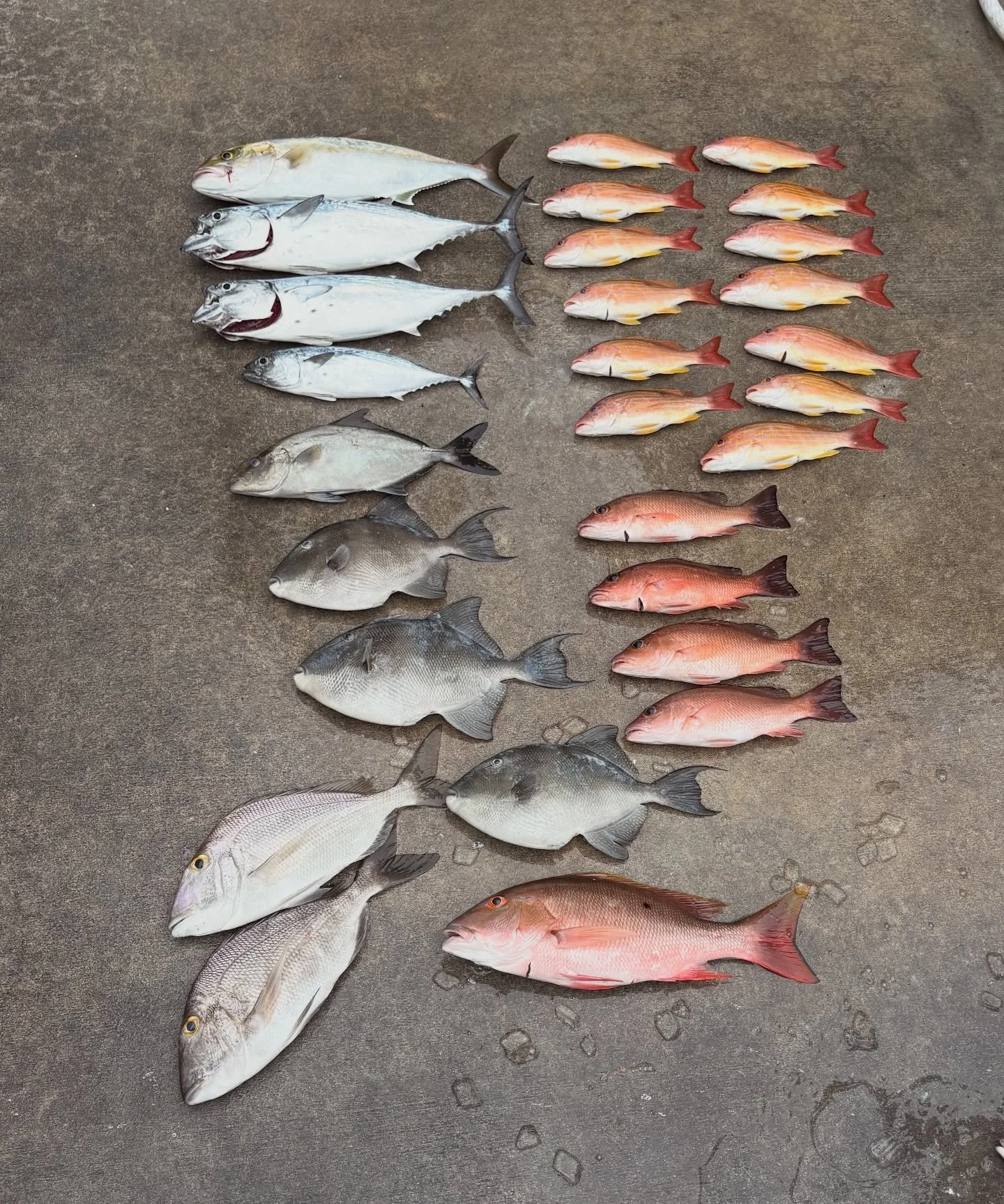 Tuesday, March 17, 2026 8am-12noon #seamistiii #fishing #florida #snapper #fish