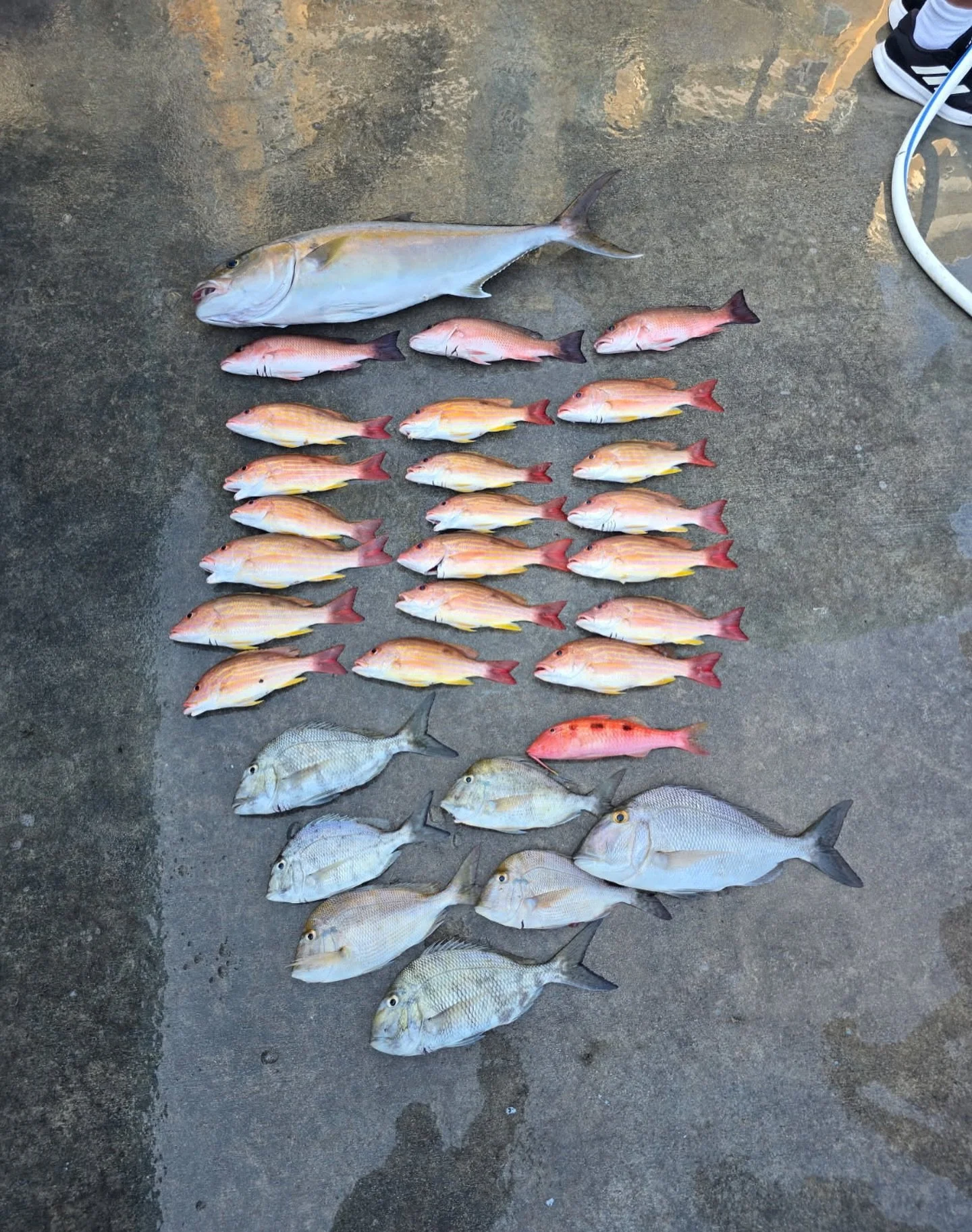 Saturday, March 28, 2026 1pm-5pm #seamistiii #fishing #florida #fish #Amberjack