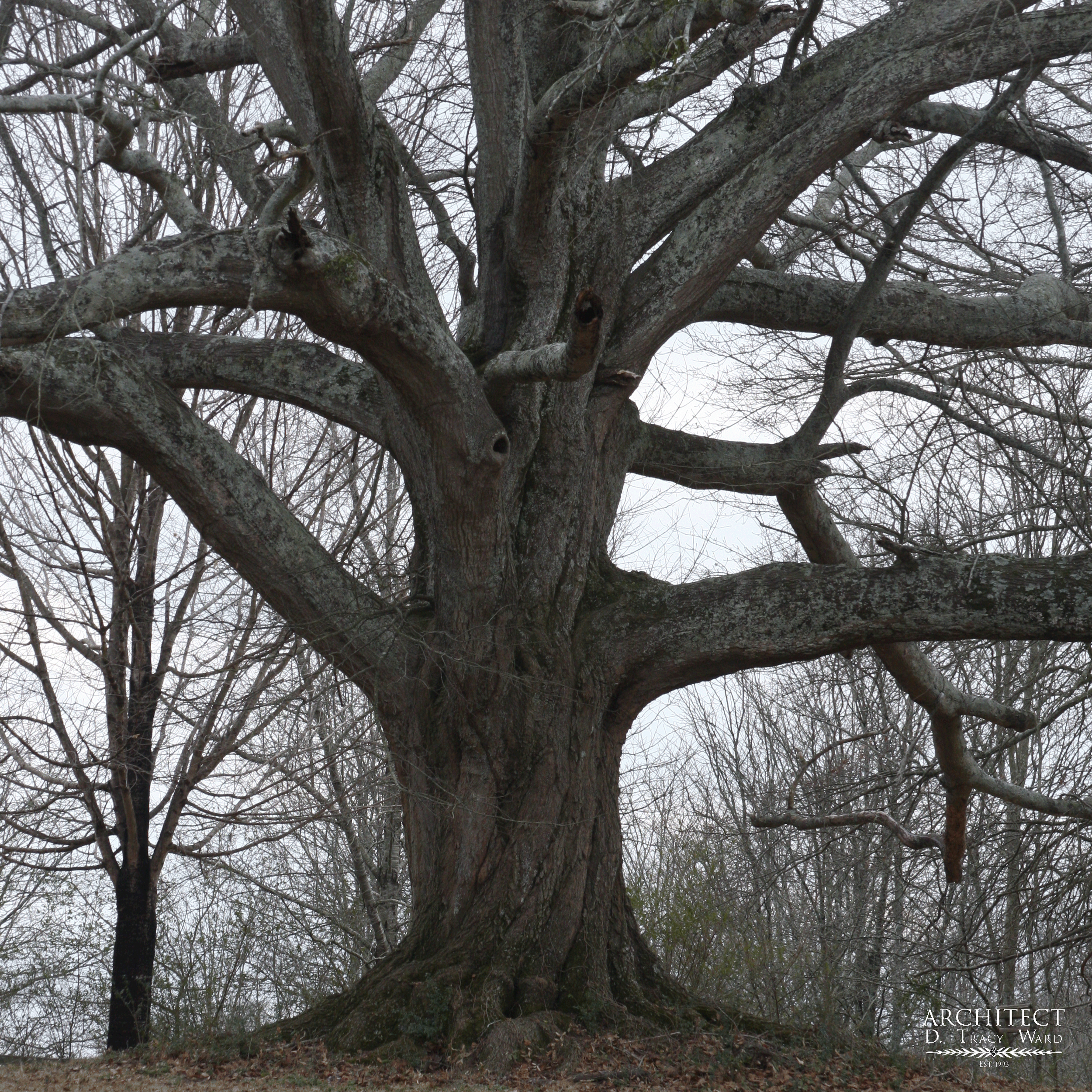The Inimitable Oak