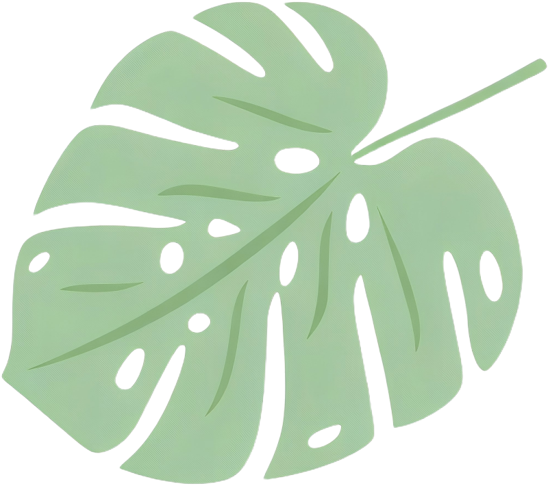 A large, light green Monstera leaf with characteristic holes and splits, isolated on a white background.