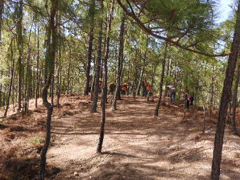 Nine Organizations Behind Datonics’ Carbon Offset Portfolio