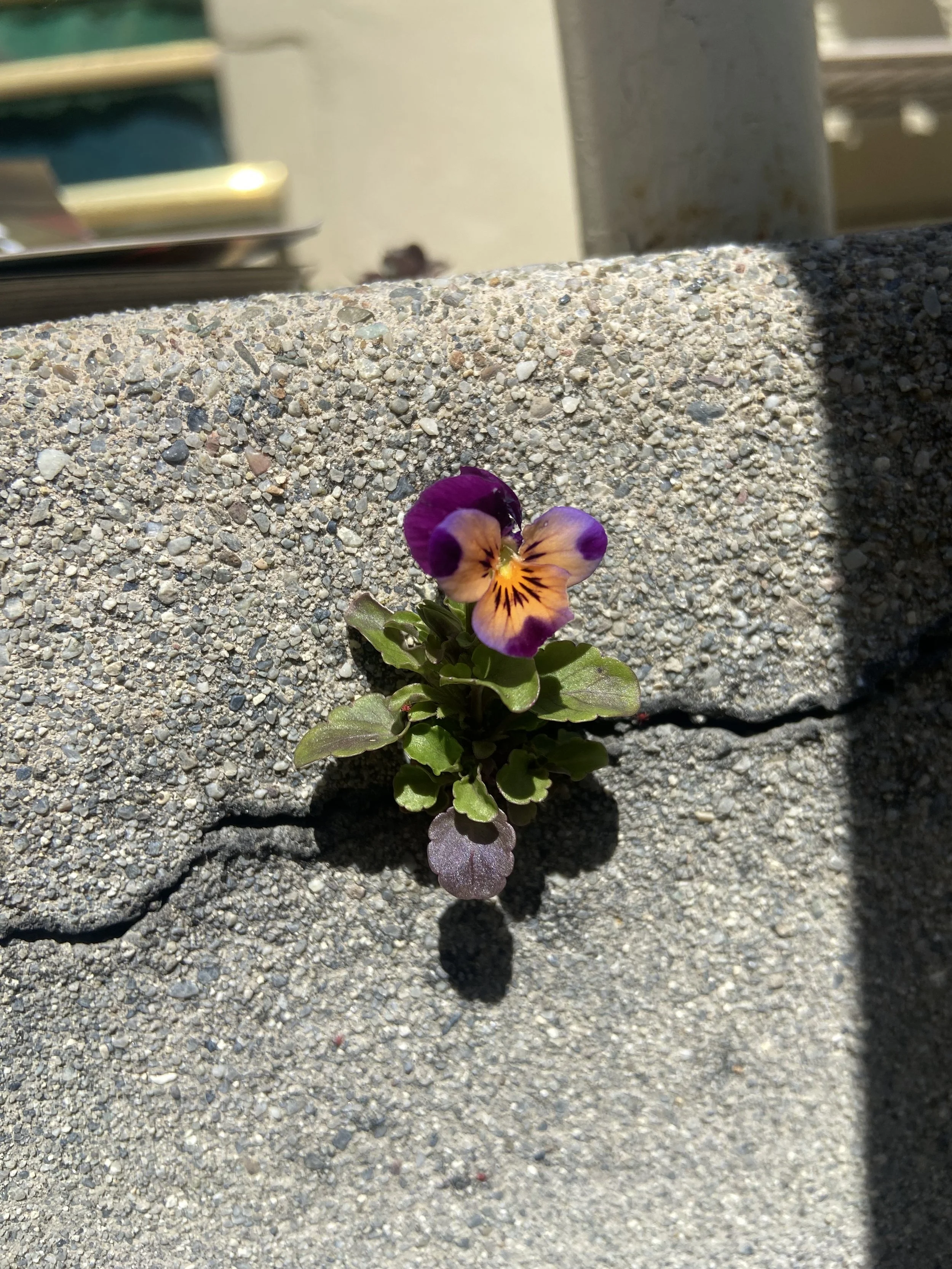 A small purple, yellow, and orange flower growing out of a crack in a concrete surface with sunlight and shadow.