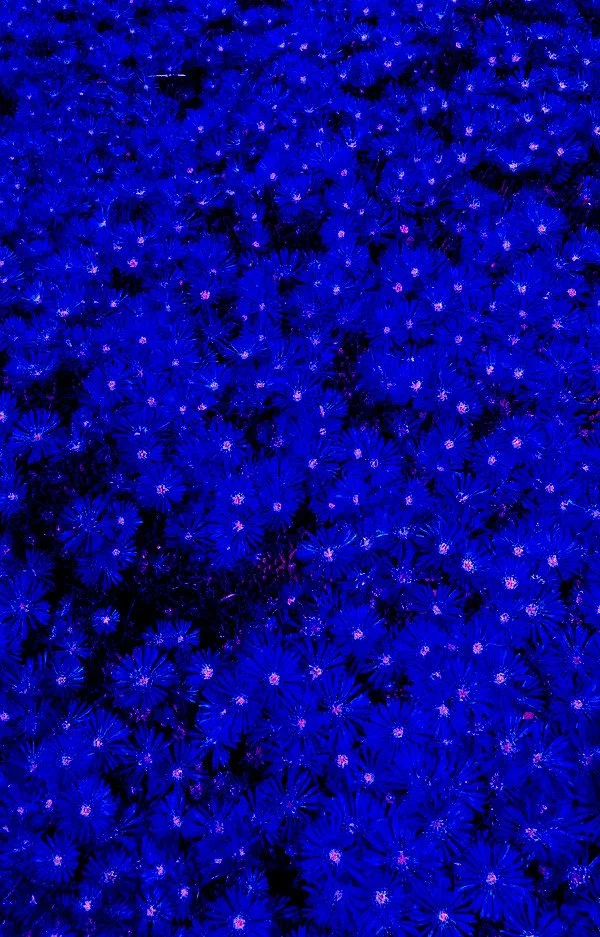 A field of blue flowers under a dark night sky.