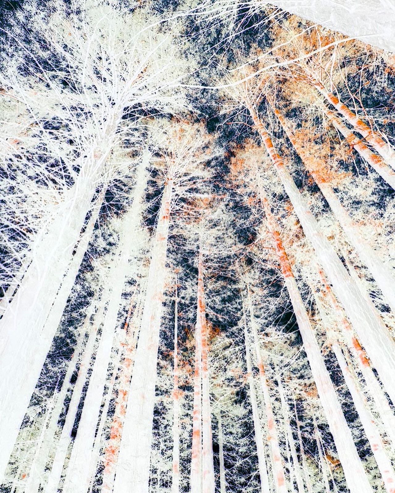 A distorted and highly edited photo of tree trunks and branches viewed from below, with an eerie color palette and overexposed effect.