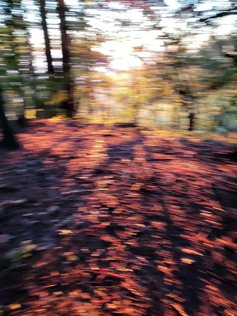 Blurry photo of a forest path during sunset, with trees on both sides and fallen leaves on the ground.