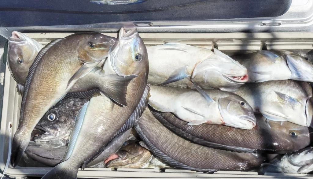 2014-06-15Voyagertilefish849-844_zpsc4741a34.jpg