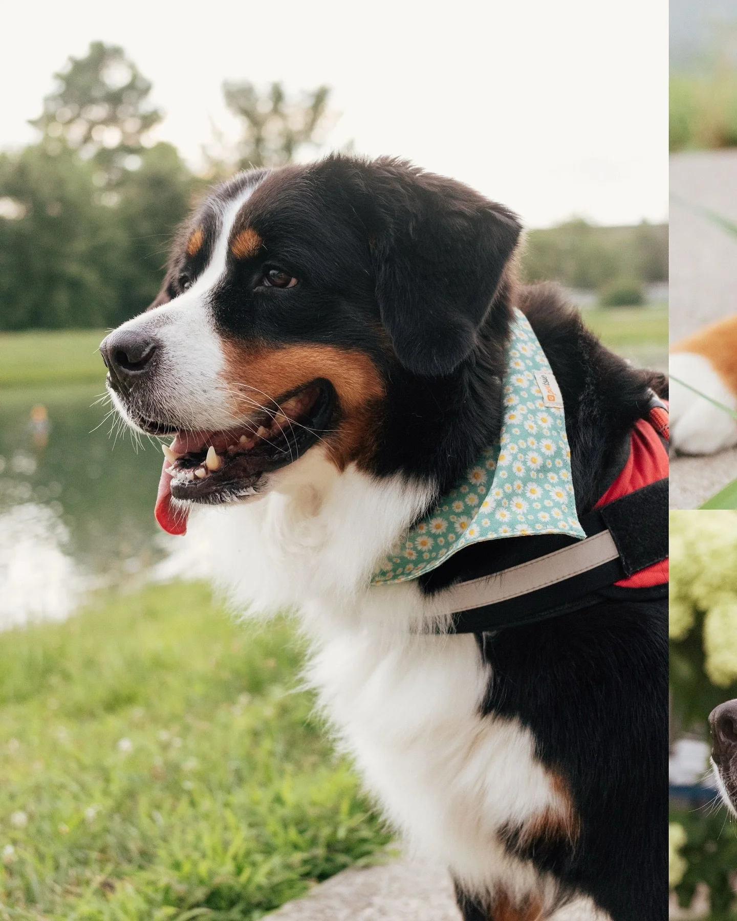 Juno&rsquo;s photo walk 🐾