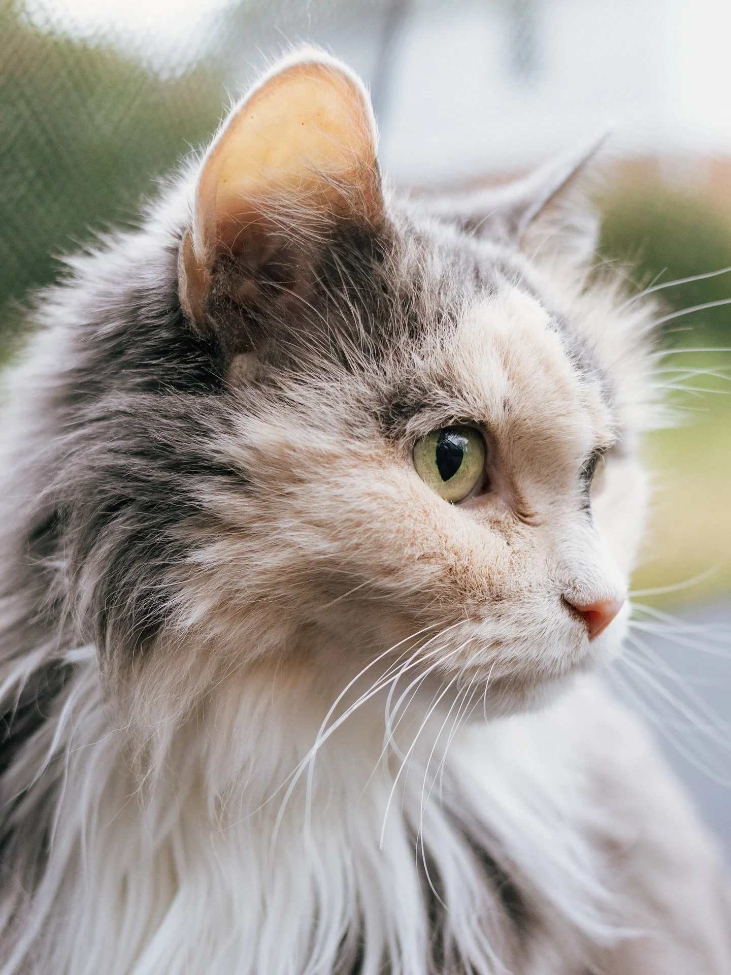 Per portrait sessions are so fun! 🐾