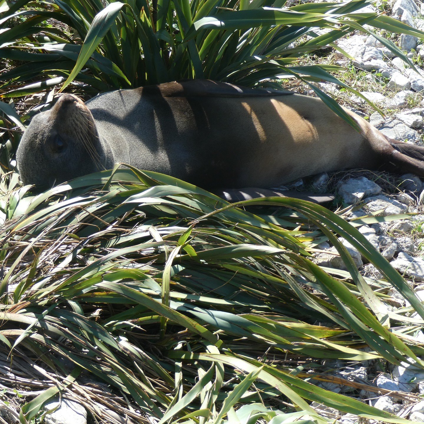 Hiking around the coast of Kaikoura and found this little having a siesta... 😍

☝️ Check out Hike With Bite for more hiking and outdoor activities in New Zealand.

👉 Follow @hikewithbite for more exciting adventures.

#hikewithbite #hiking #hiker #