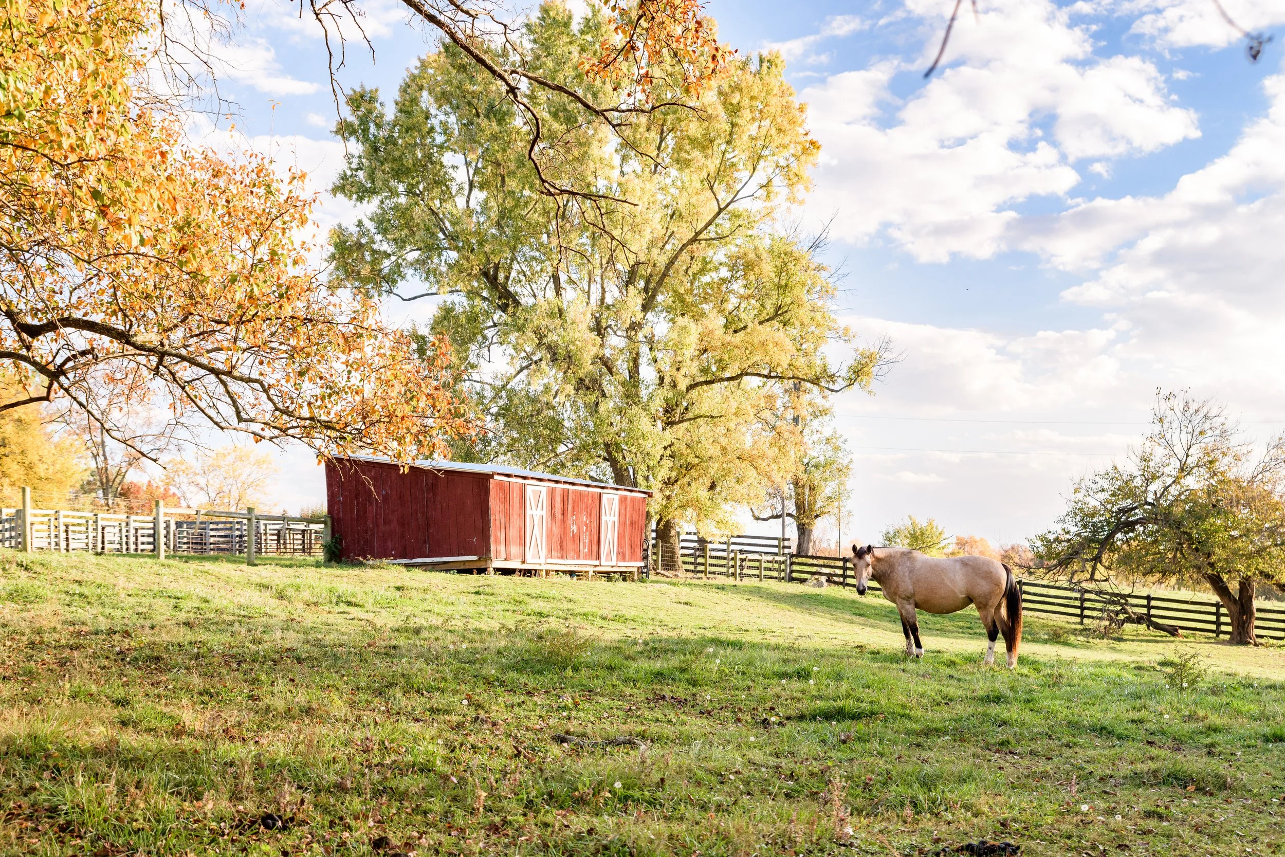 20231028-FauseyFarm-HappyFinchPhotography-03.jpg