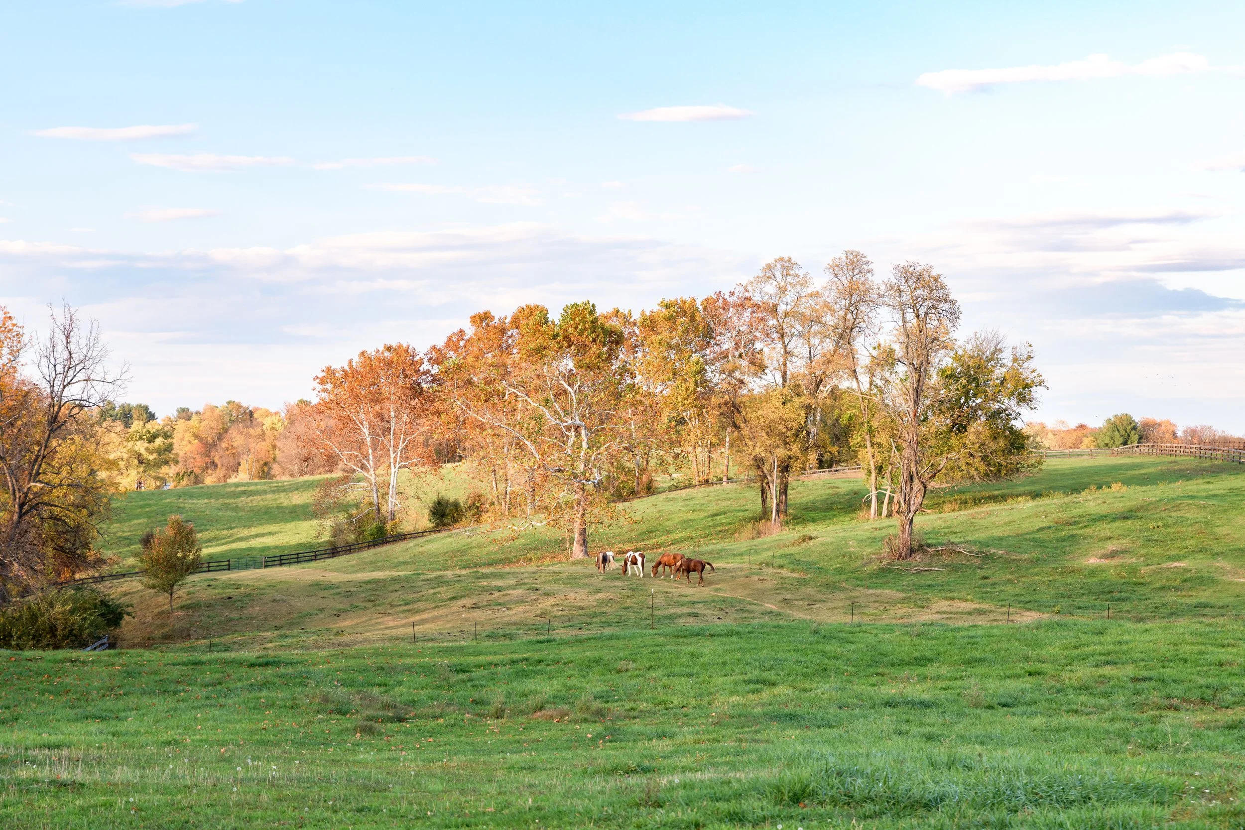 20231028-FauseyFarm-HappyFinchPhotography-18.jpg