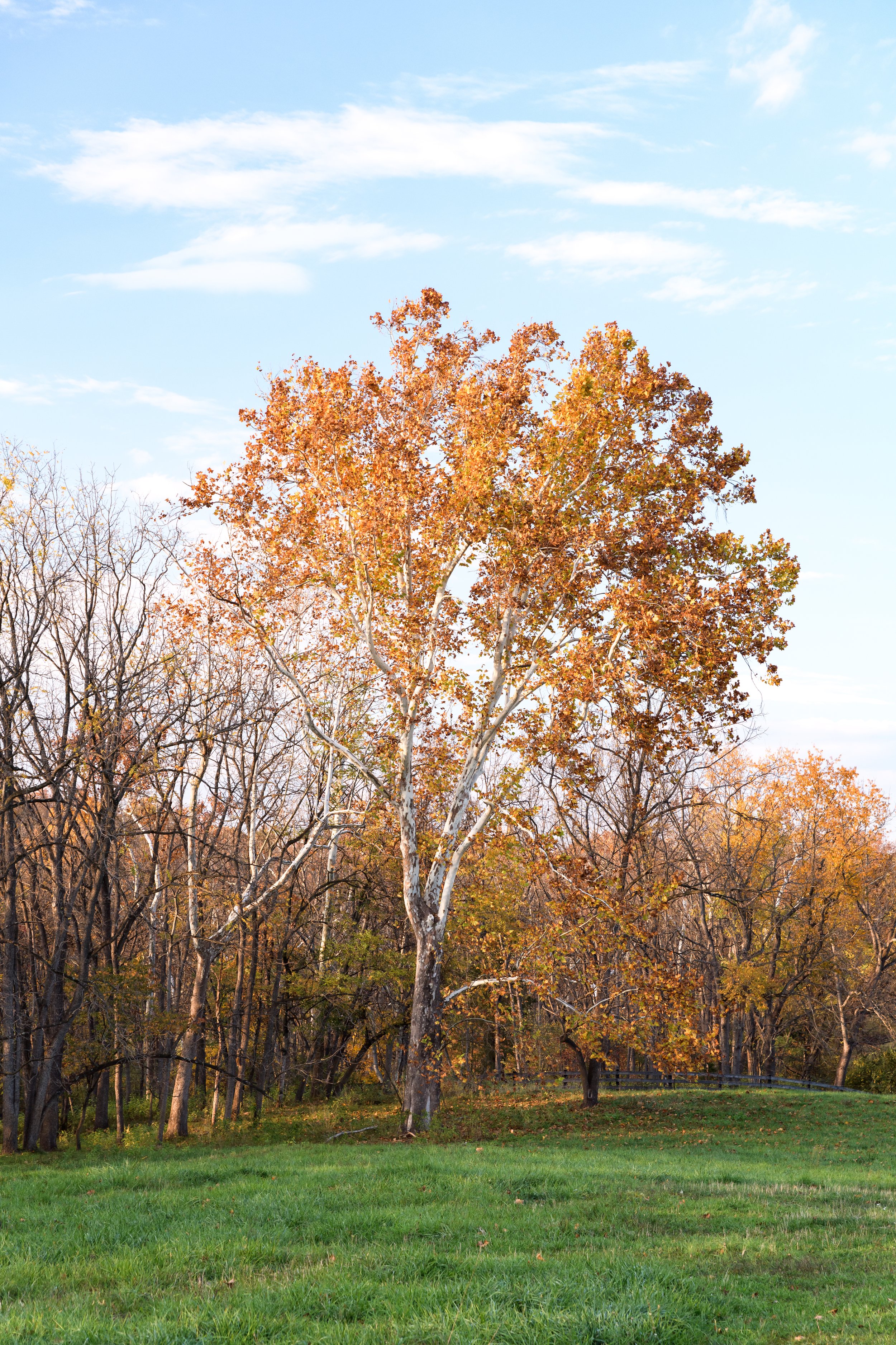 20231028-FauseyFarm-HappyFinchPhotography-21.jpg