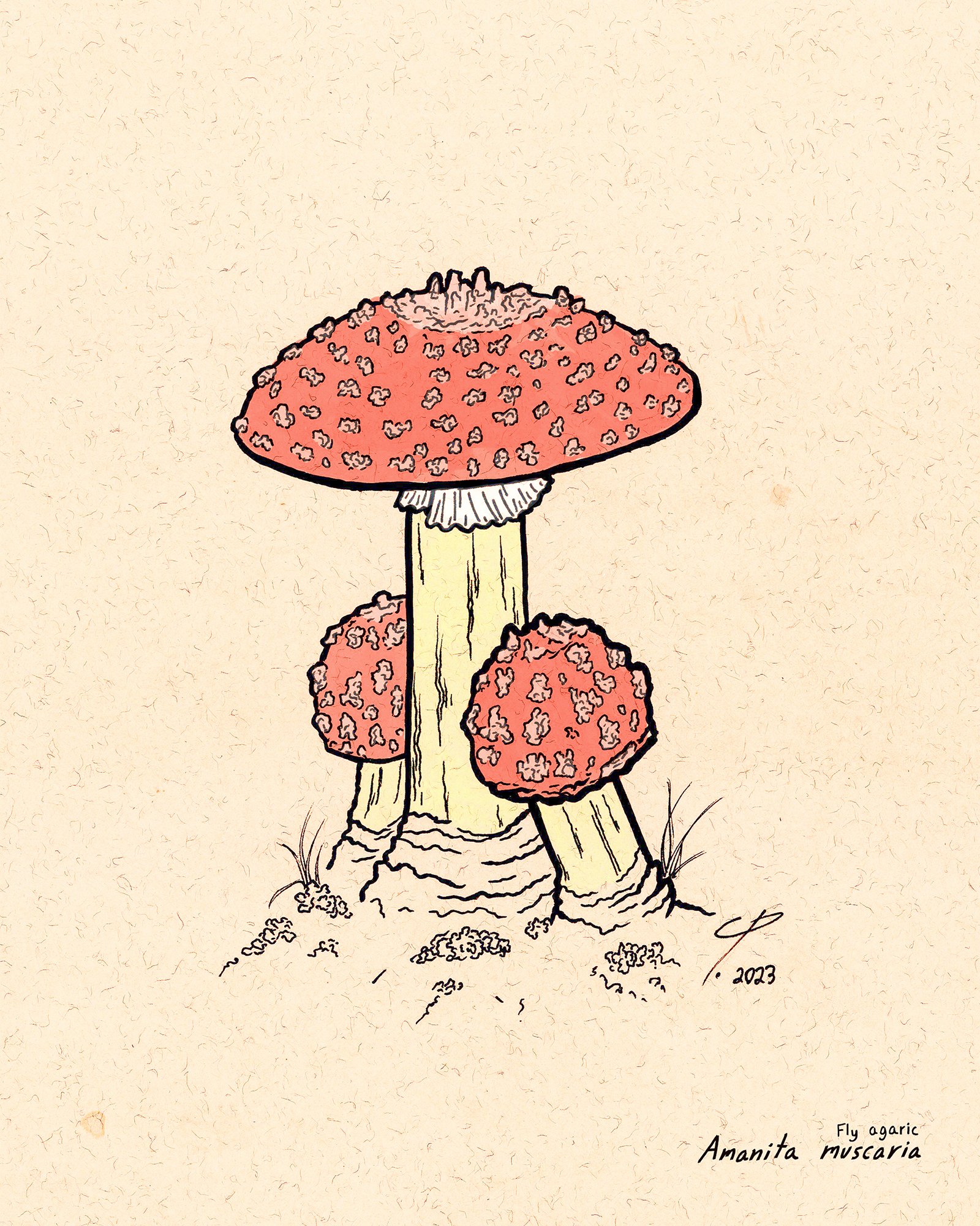 Amanita muscaria