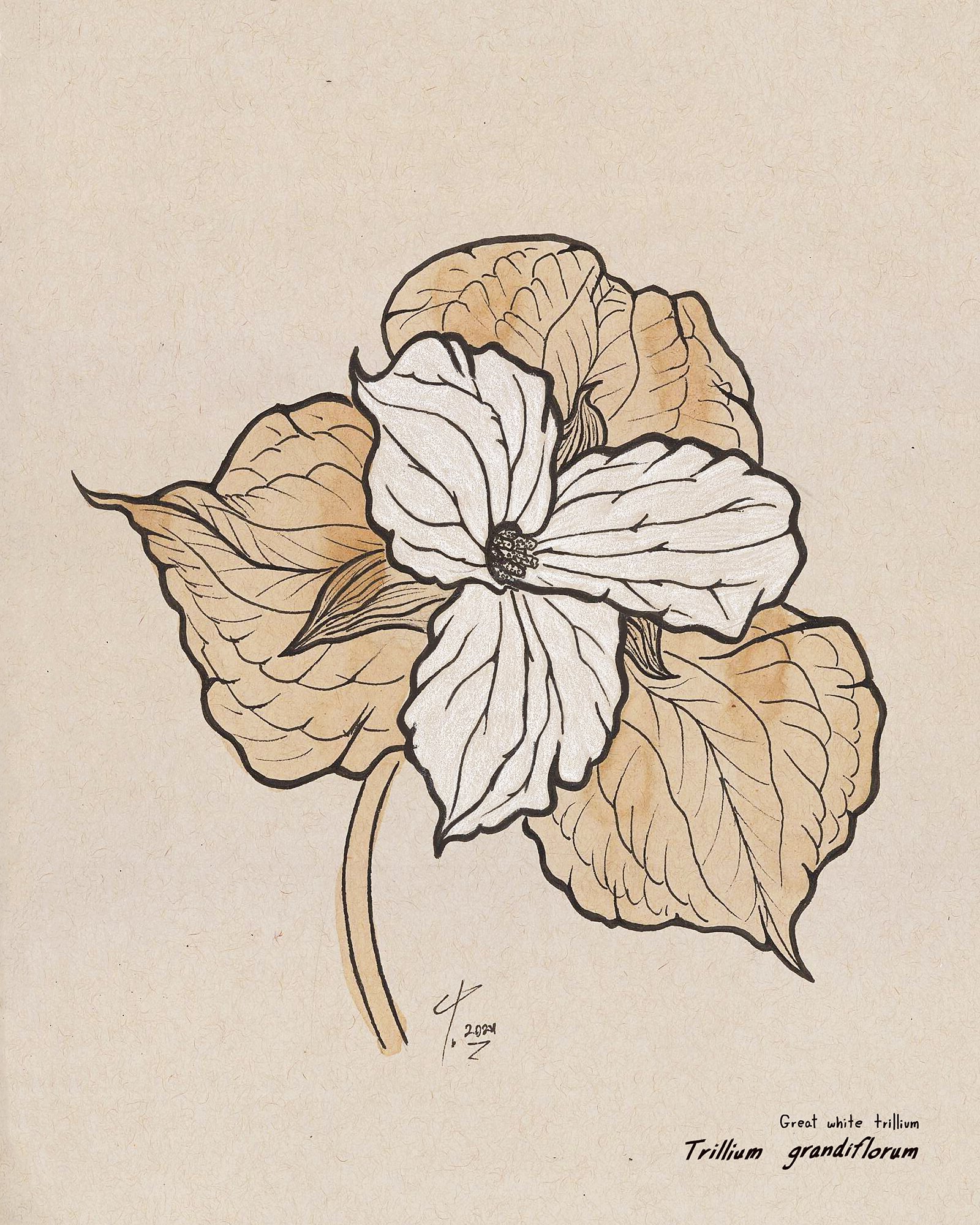 Trillium grandiflorum