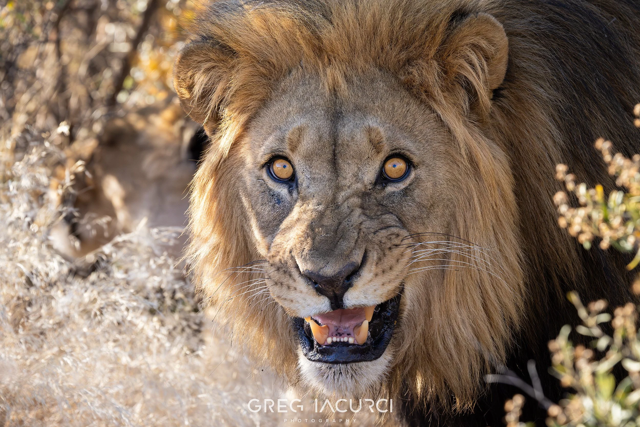 Growling lion looks at camera with teeth shown.