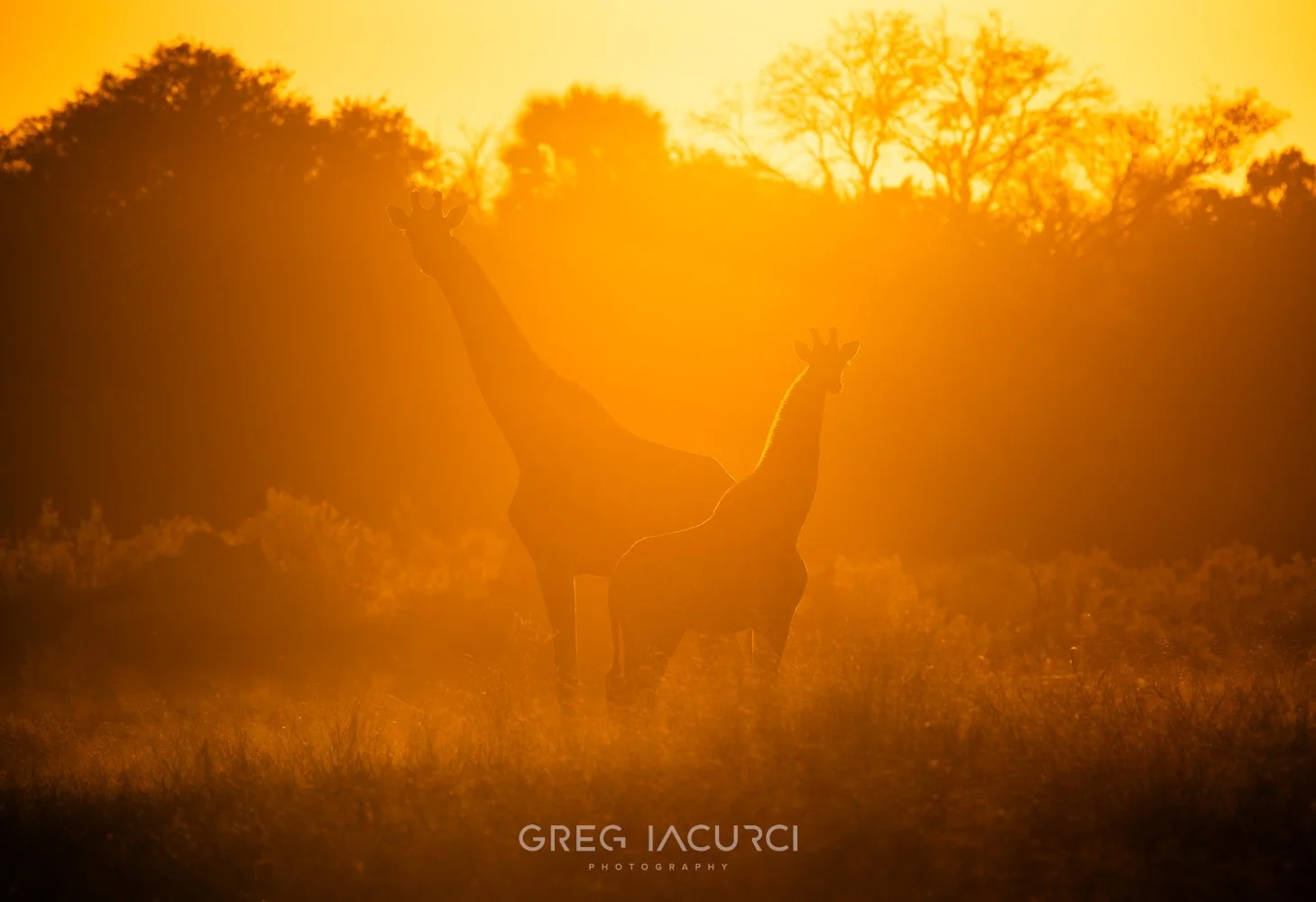 Walking in the wild of the Okavango Delta