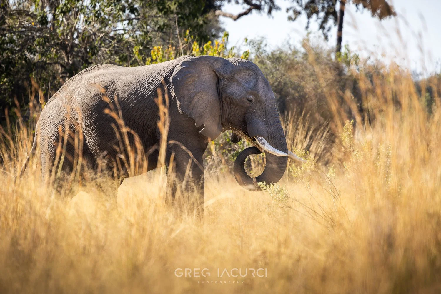 Elephant with tusks eats long yellow grass.