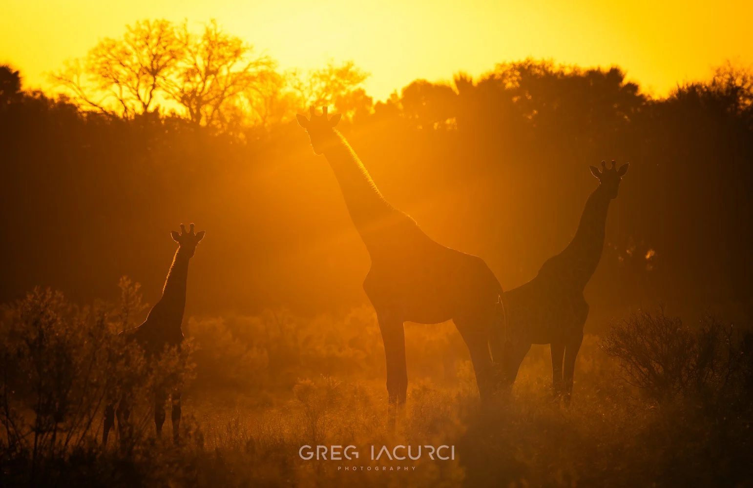 Giraffe silhouettes at sunrise.
