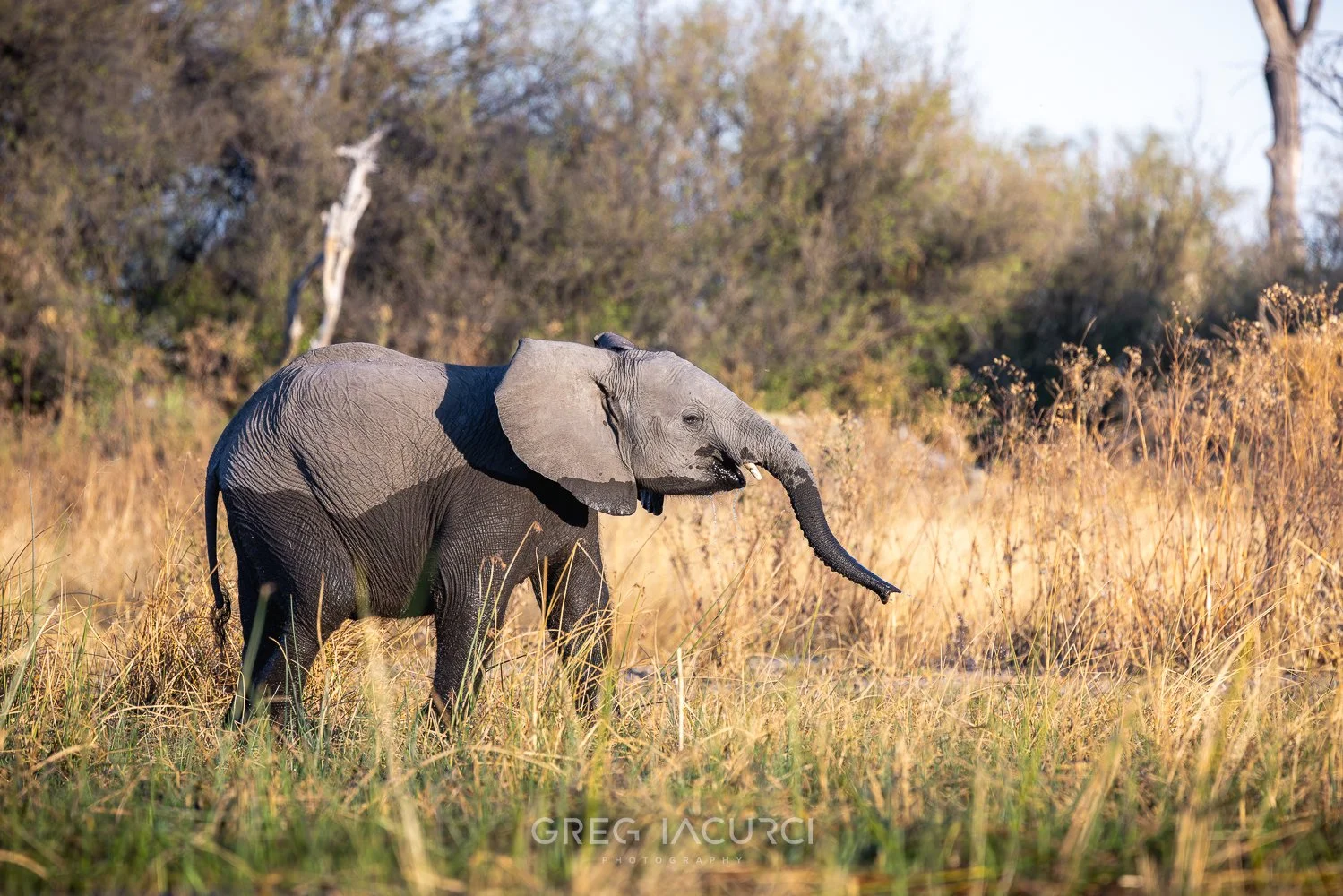 Baby elephant drinking water.