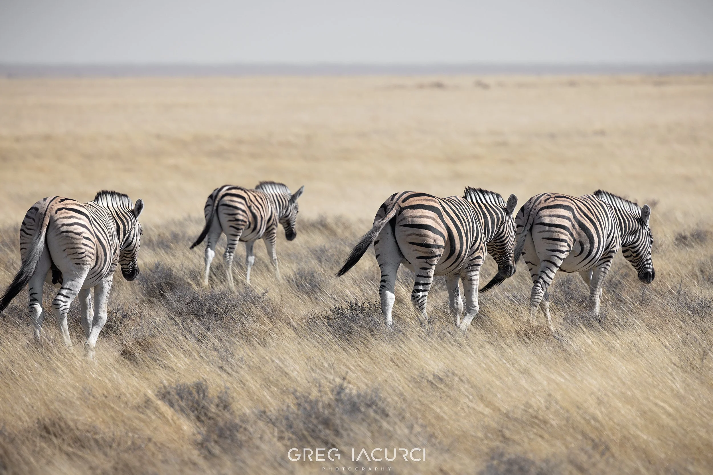 Four zebras walking on sea of dry yellow grass.