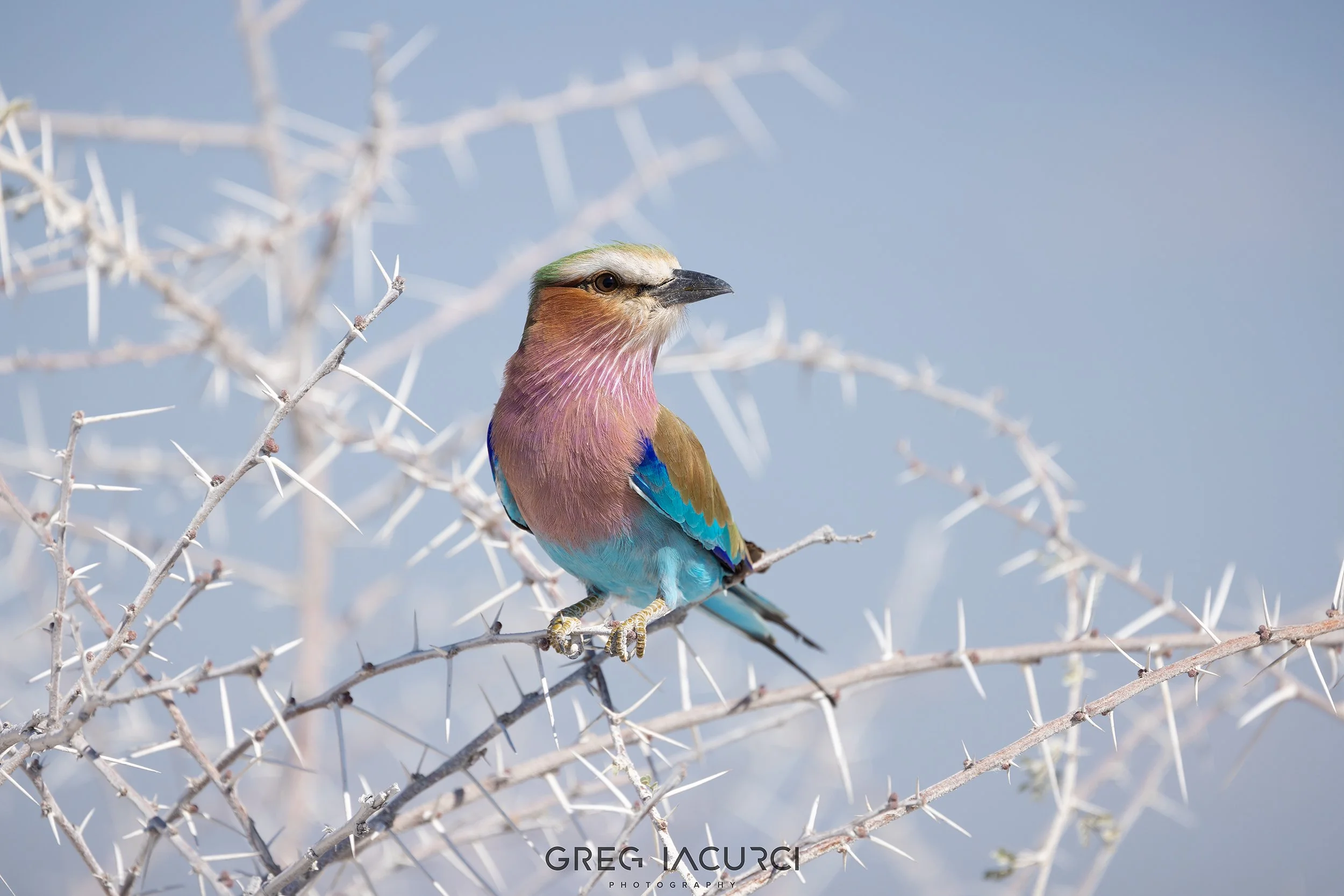 Vibrant bird with multiple colors rests on thorny branch.