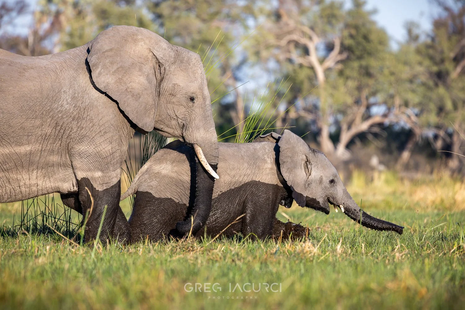 Mother and baby elephant walk in shallow water.