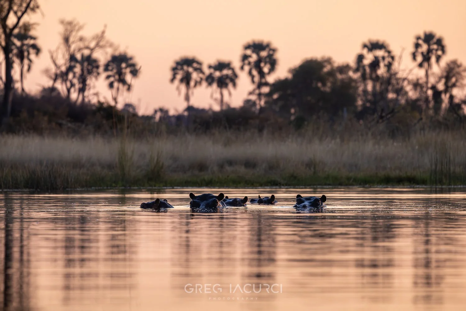Group of hippos with heads out of water at sunset.