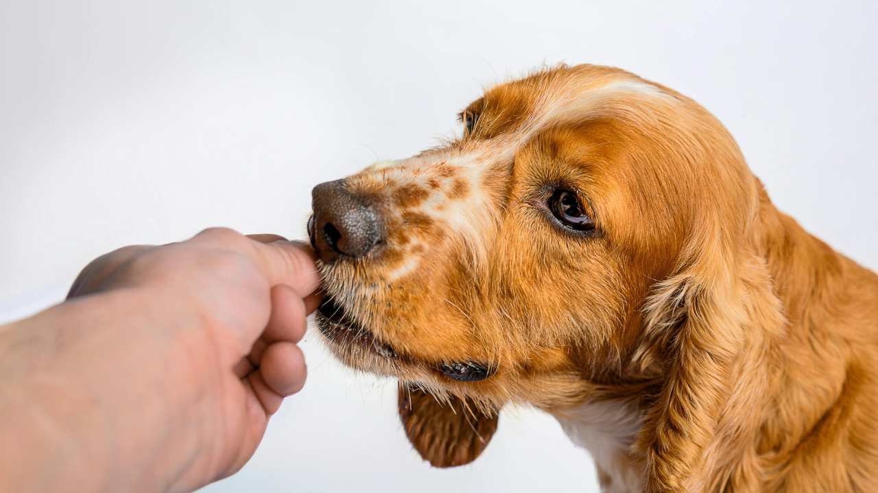 Secure Your Pet's Future with an Estate Planning Pet Trust