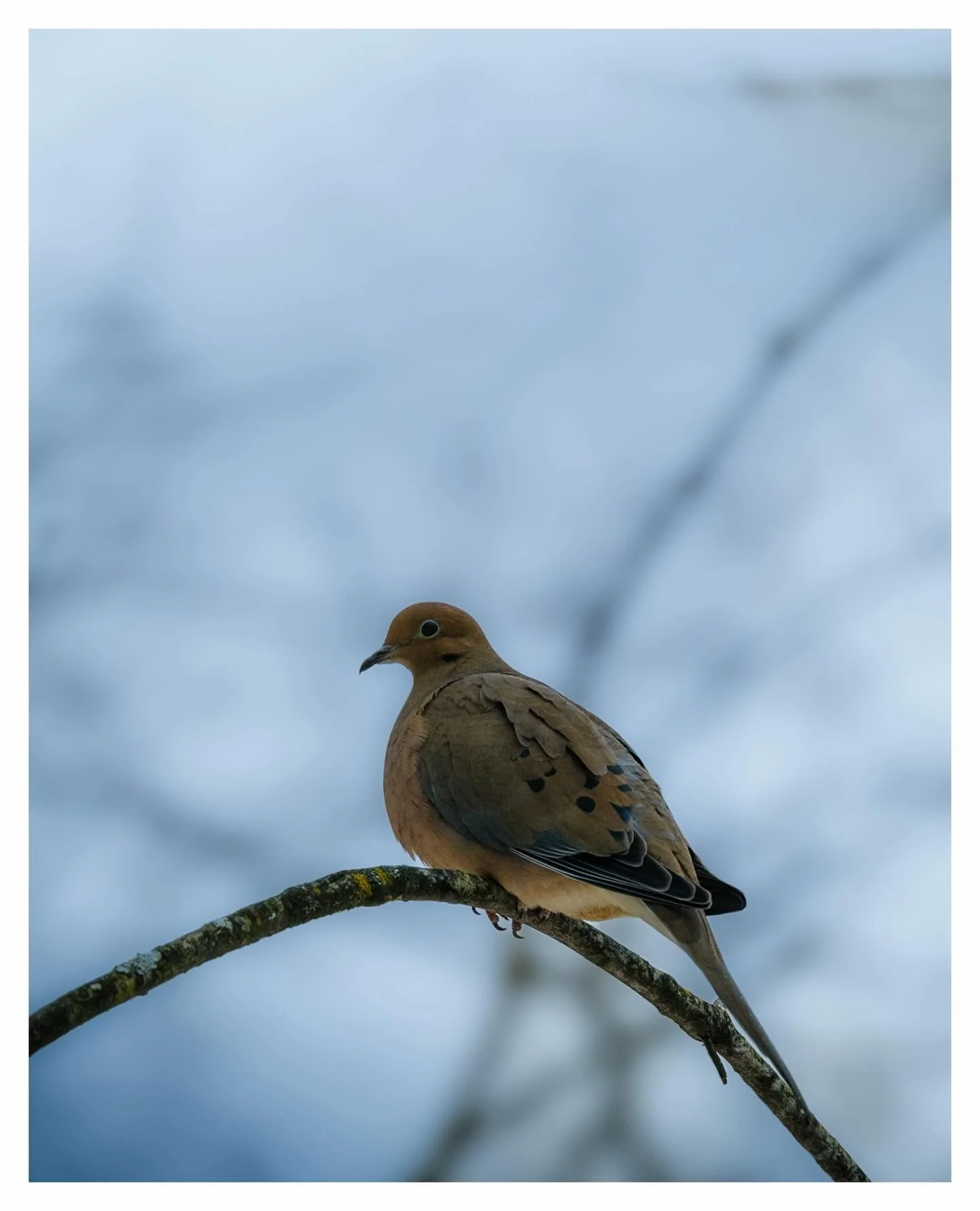 Vigil

#mourningdove #birdphotography #wildlifephotography 
#naturephotography #canadianwildlife #urbanwildlife 
#birdsofinstagram #birds_perfection #avianphotography 
#wildlife_captures #naturelovers #naturegram 
#ourplanetdaily #earthfocus #raw_nat