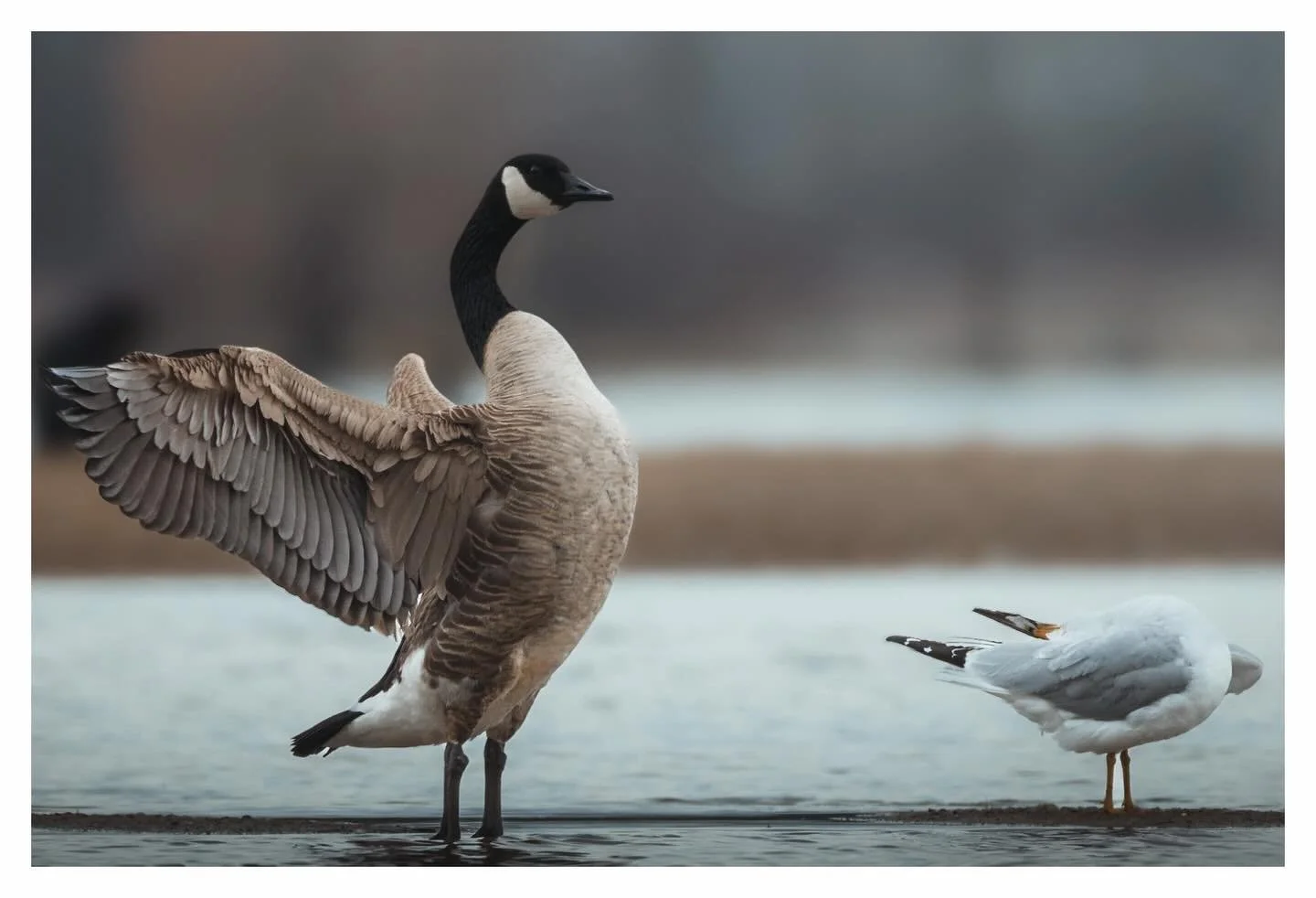 Posturing 

#wildlifephotography #naturephotography #birdphotography #birds_of_instagram
#canadagoose #geeseofinstagram #waterfowl #avianphotography
#naturelovers #wildlife_perfection #earthfocus #ourplanetdaily
#moodygrams #quietthechaos #minimalmoo