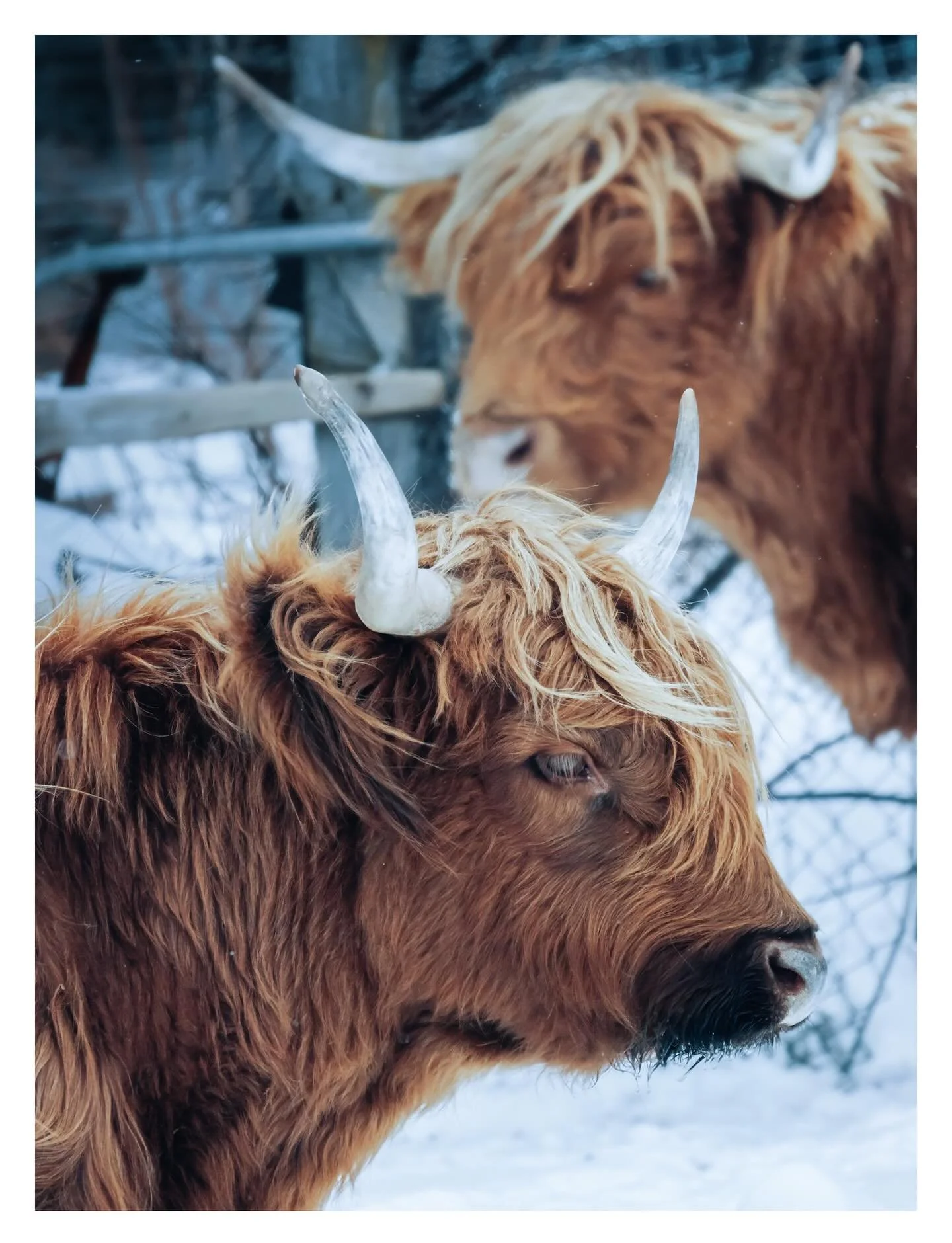 Some big ol&rsquo; moo gals 🐮 

#animalportrait #naturephotography #wildlifephotography #moodygrams #earthfocus #fujifilmxseries #fujifeed #ottawaphotographer #canadiancreatives #ontariowinter #canadianwinter #highlandcow #highlandcattle #cowsofinst