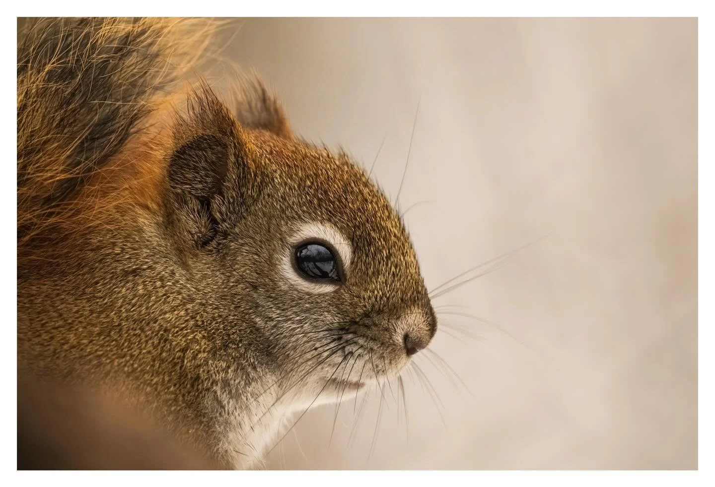 Pause

#squirrelsofinstagram #wildlifephotography #naturephotography
#animalportrait #urbanwildlife #canadianwildlife
#wildlife_captures #naturelovers #naturegram
#earthfocus #ourplanetdaily #raw_nature
#intimatewildlife #closeupwildlife #fineartnatu