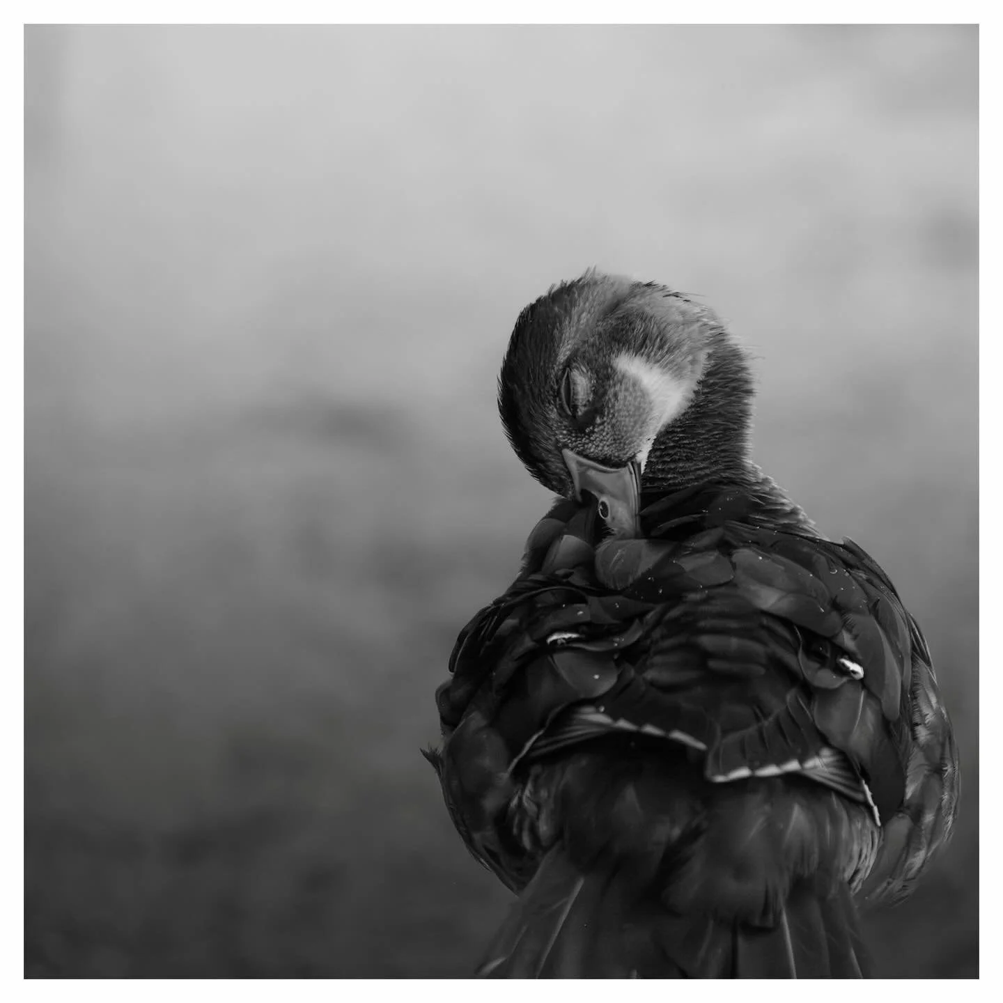 2025. ⚫️⚪️

#photography #blackandwhitephotography #canadianphotographer #fineartphotography #fineart