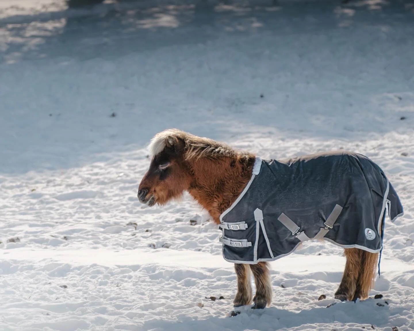 lil dude ❄️

#animalphotography #pony #winterphotography #farmphotography #cuteanimals