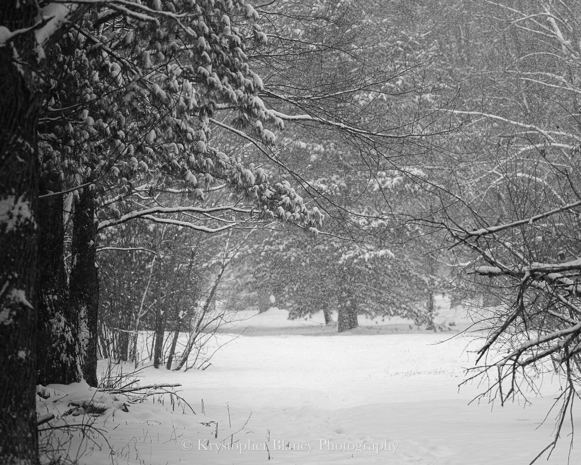 Winter Woods (8x10 Print)