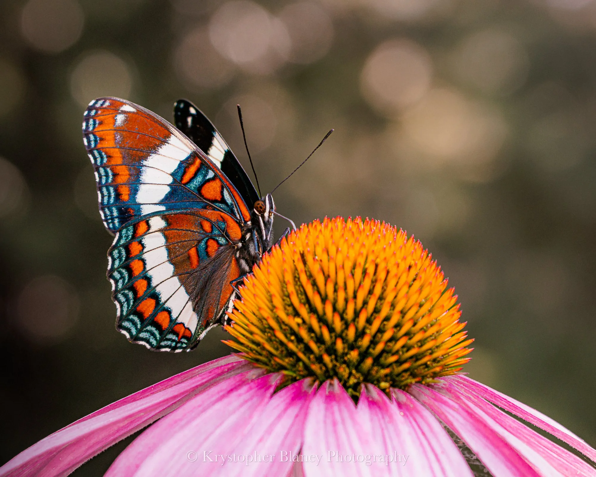 Butterfly (8x10 Print)