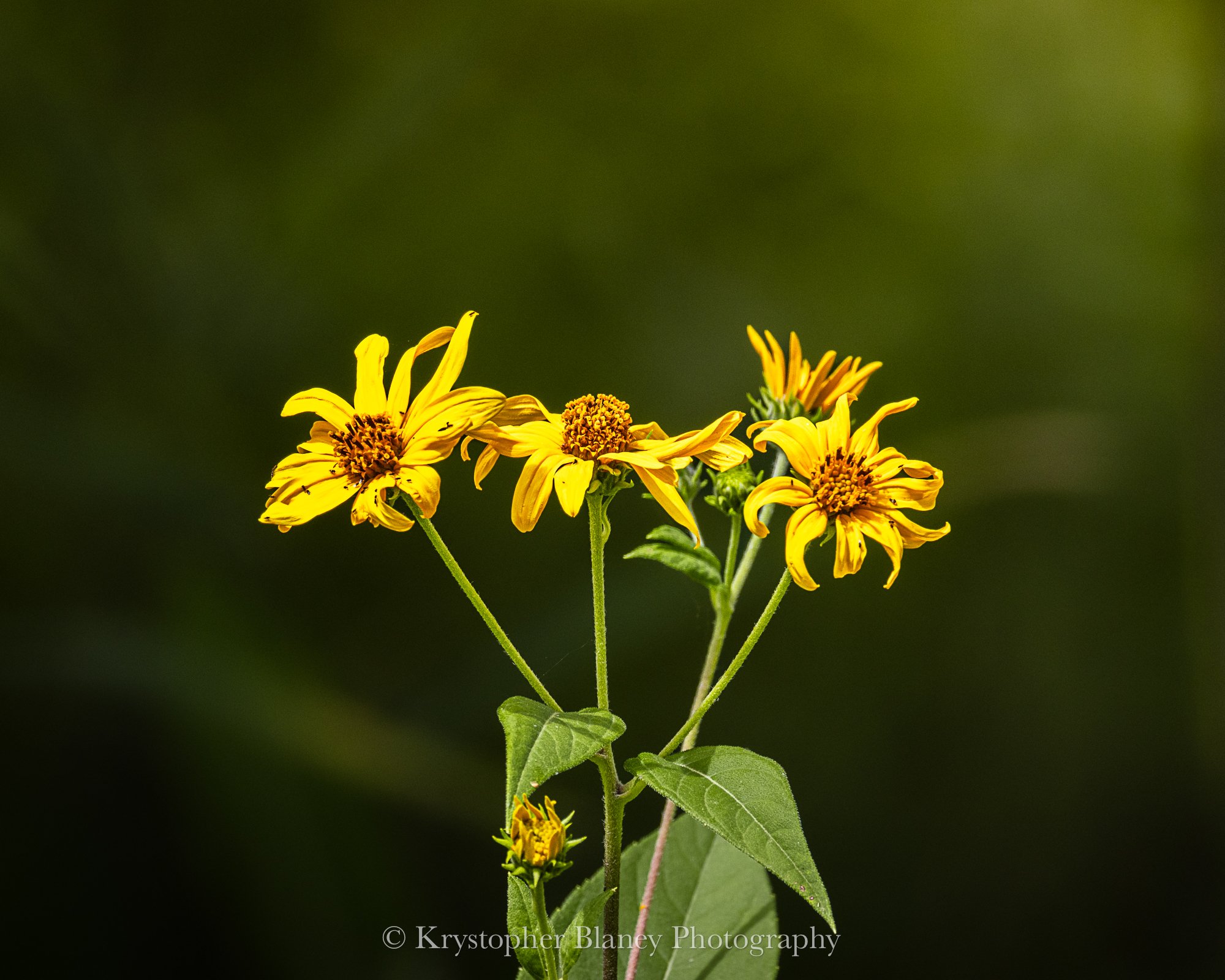 Wildflowers (8x10 Print)