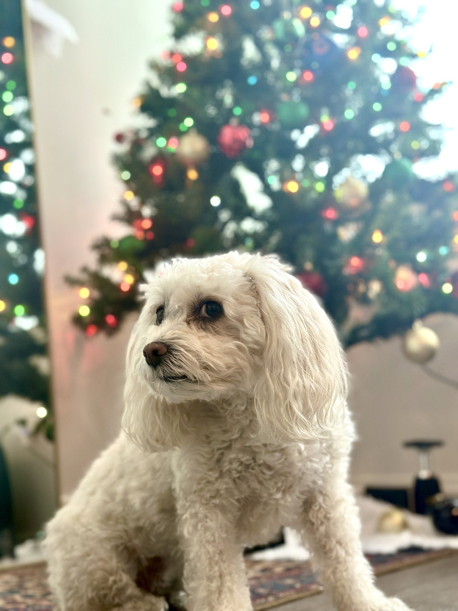 Daisy