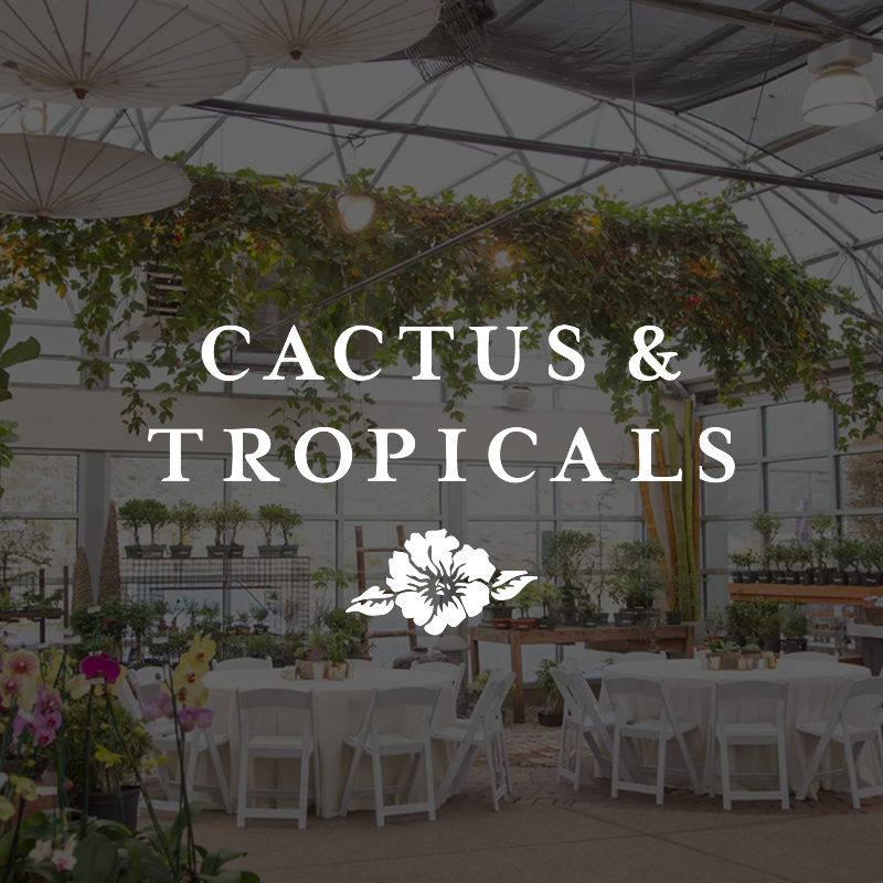 Cactus & Tropicals
